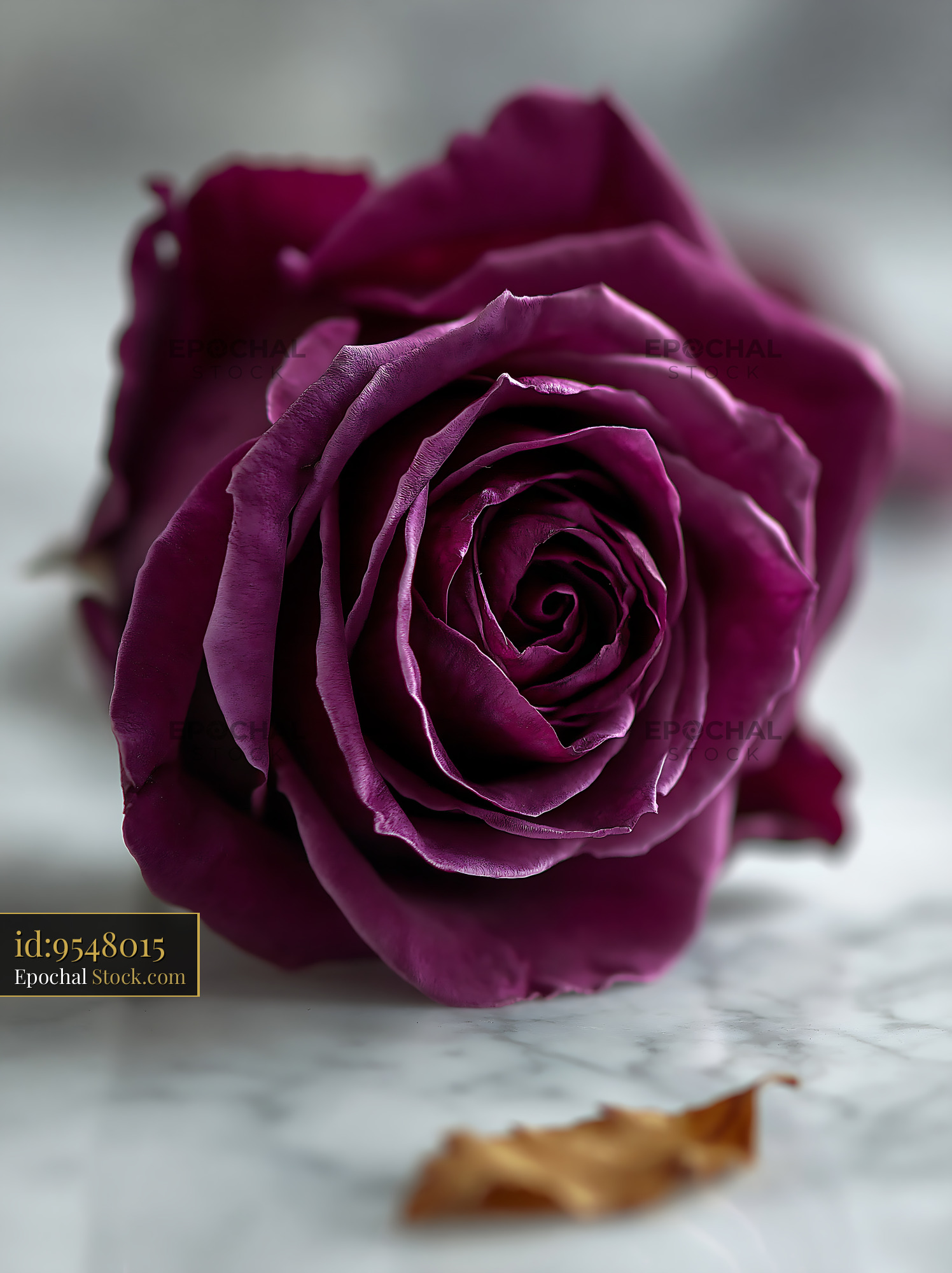 Purple rose on white marble surface with a withered leaf - stock photo