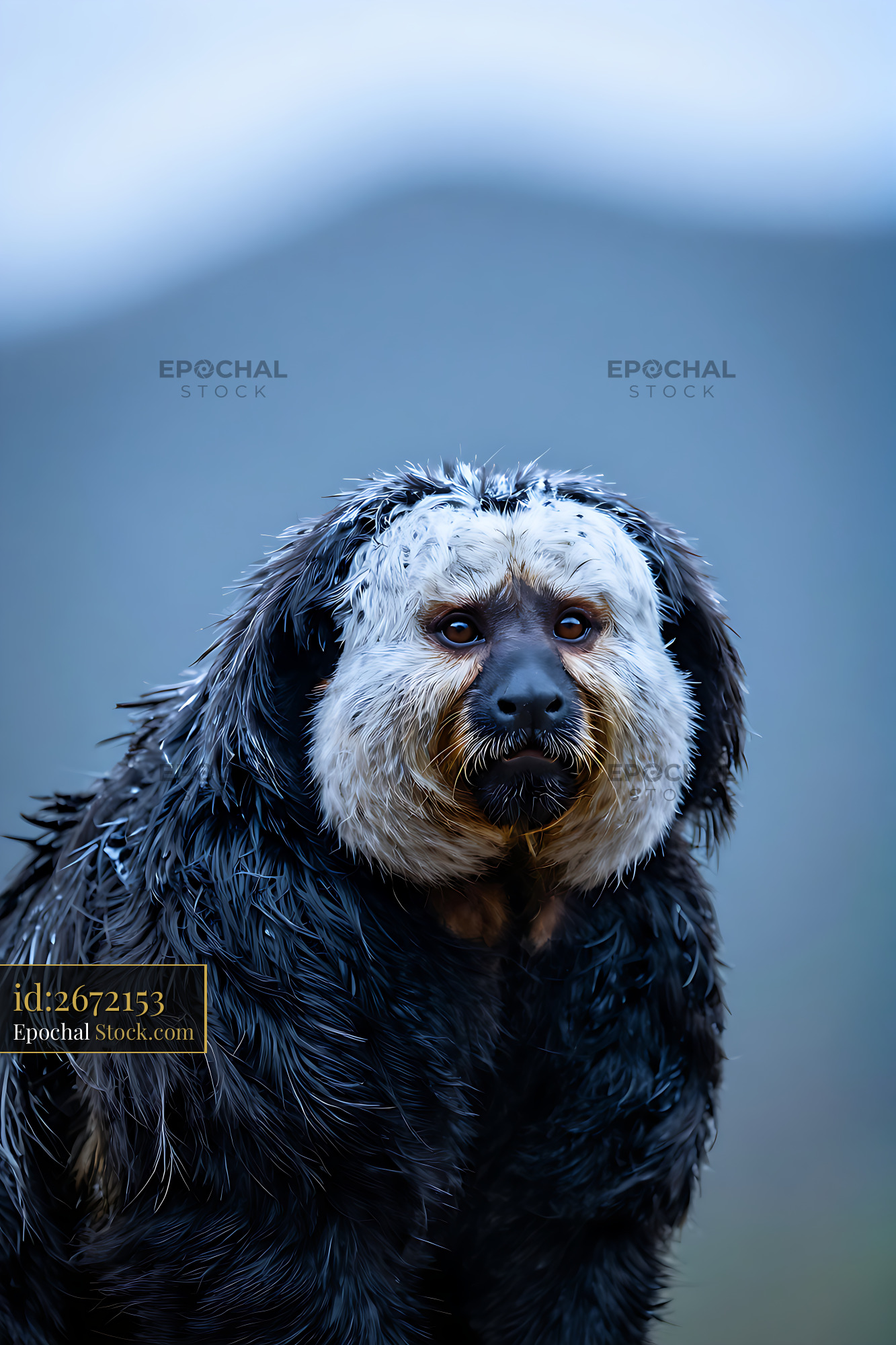 Male white-faced saki monkey with wet fur looking at camera - stock photo