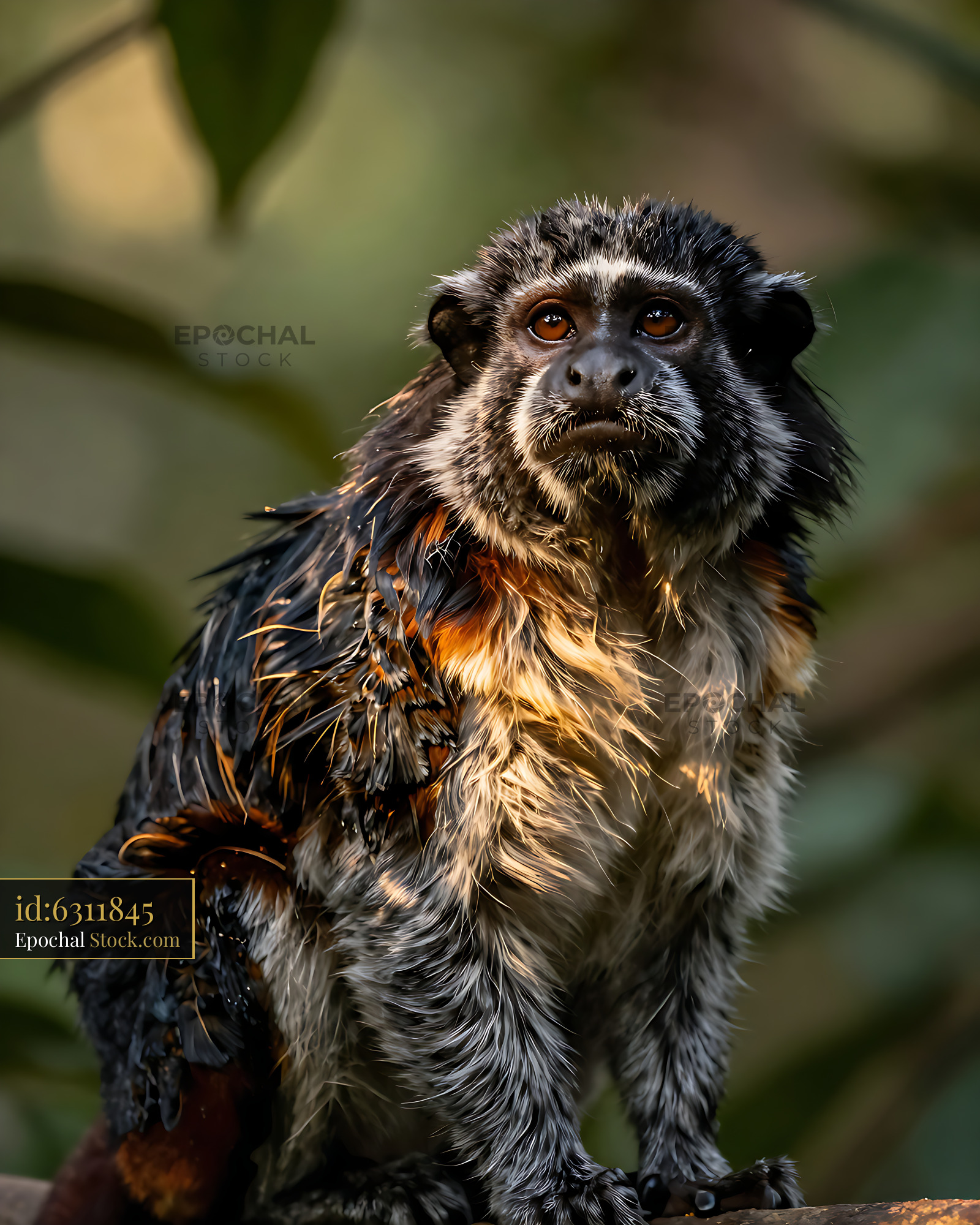 Emperor tamarin with wet fur looking up in the tropical rainforest - stock photo