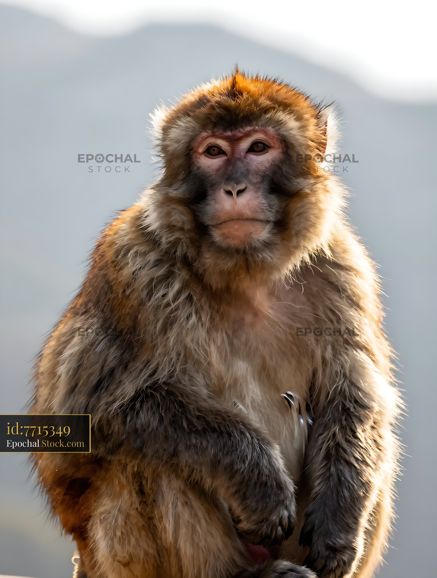 Tibetan macaque with thick golden fur sitting in the mountains - stock photo
