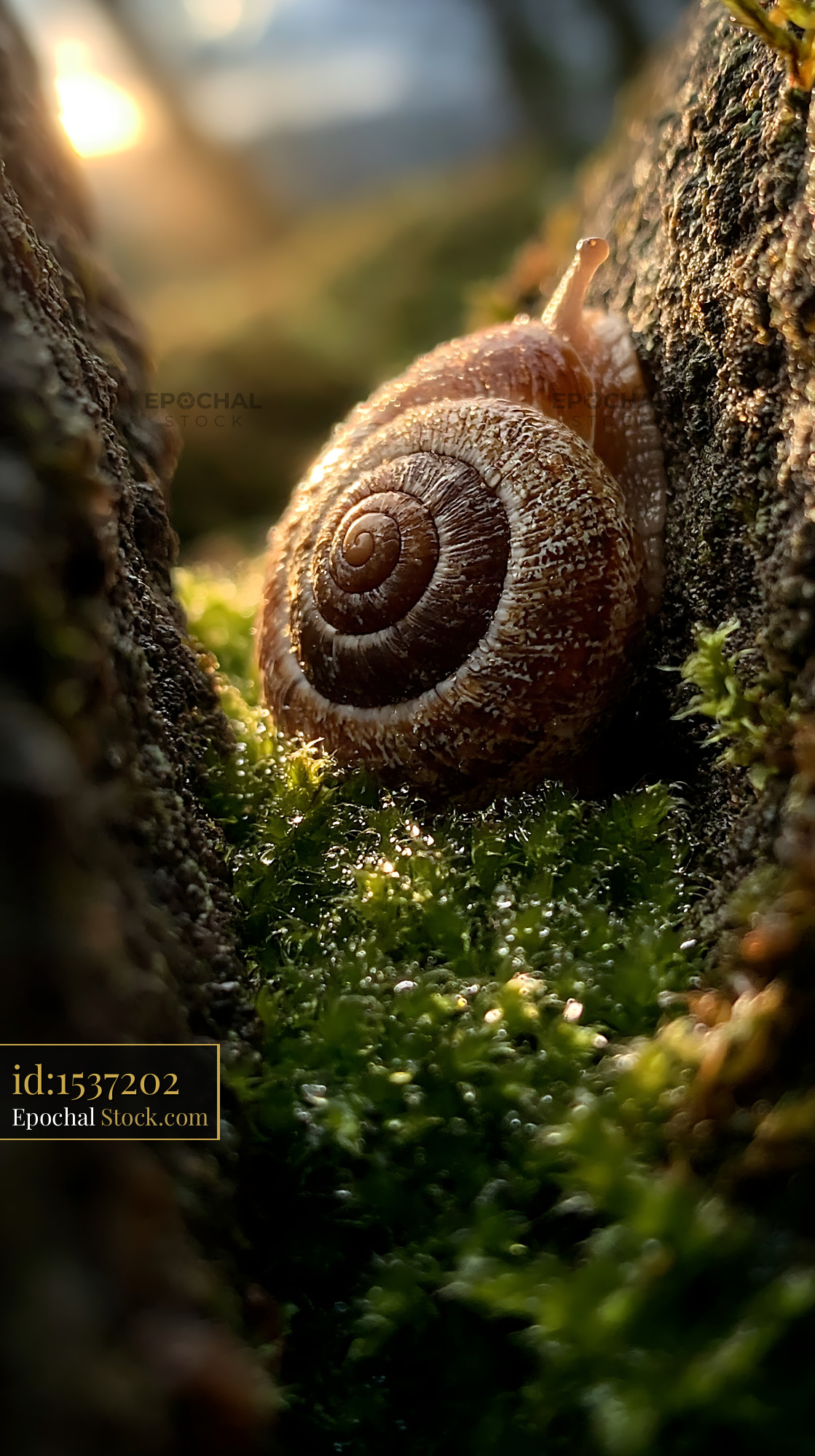 Snail with spiral shell on wet moss during golden hour - stock photo