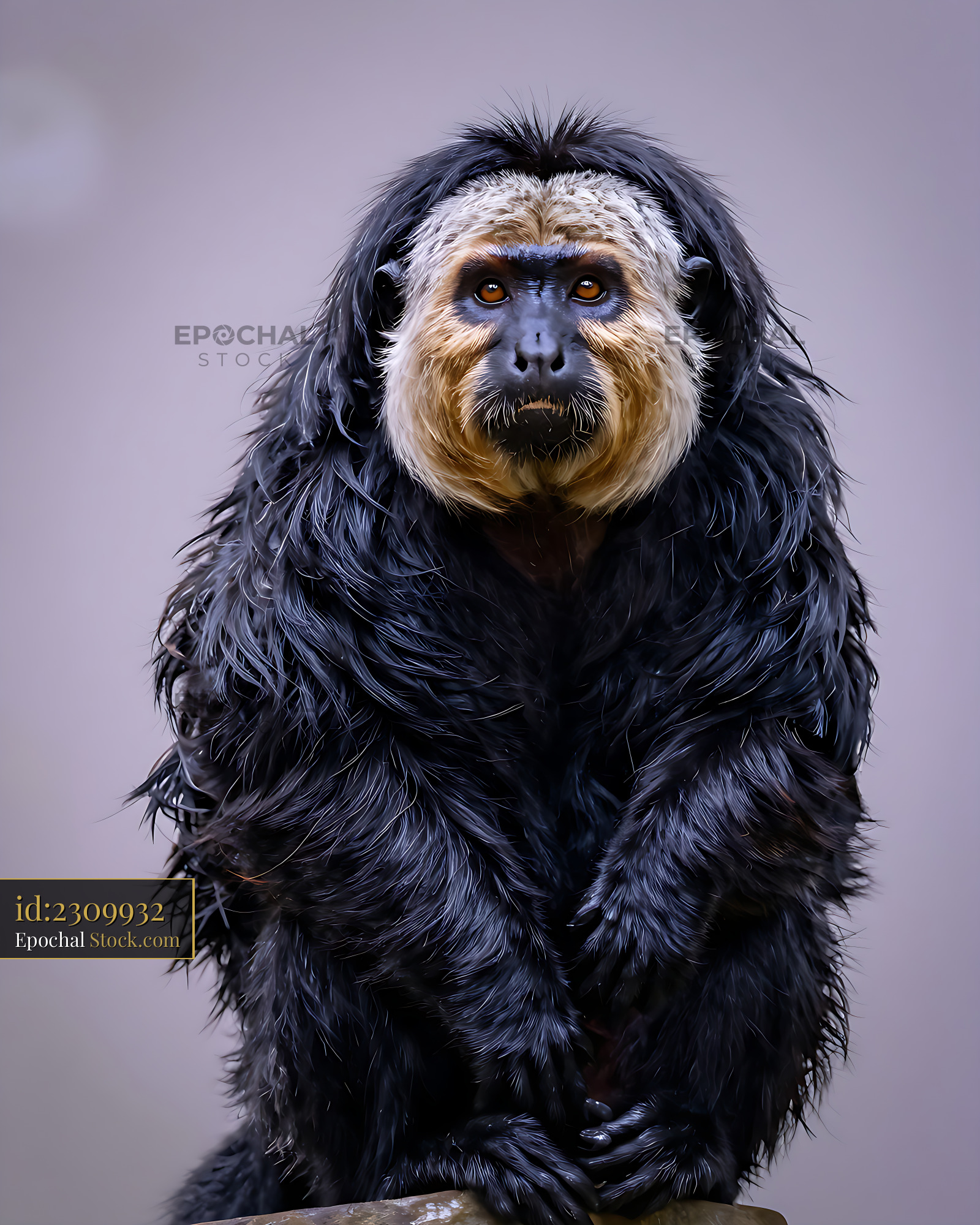 Male white-faced saki monkey with shaggy black fur - stock photo
