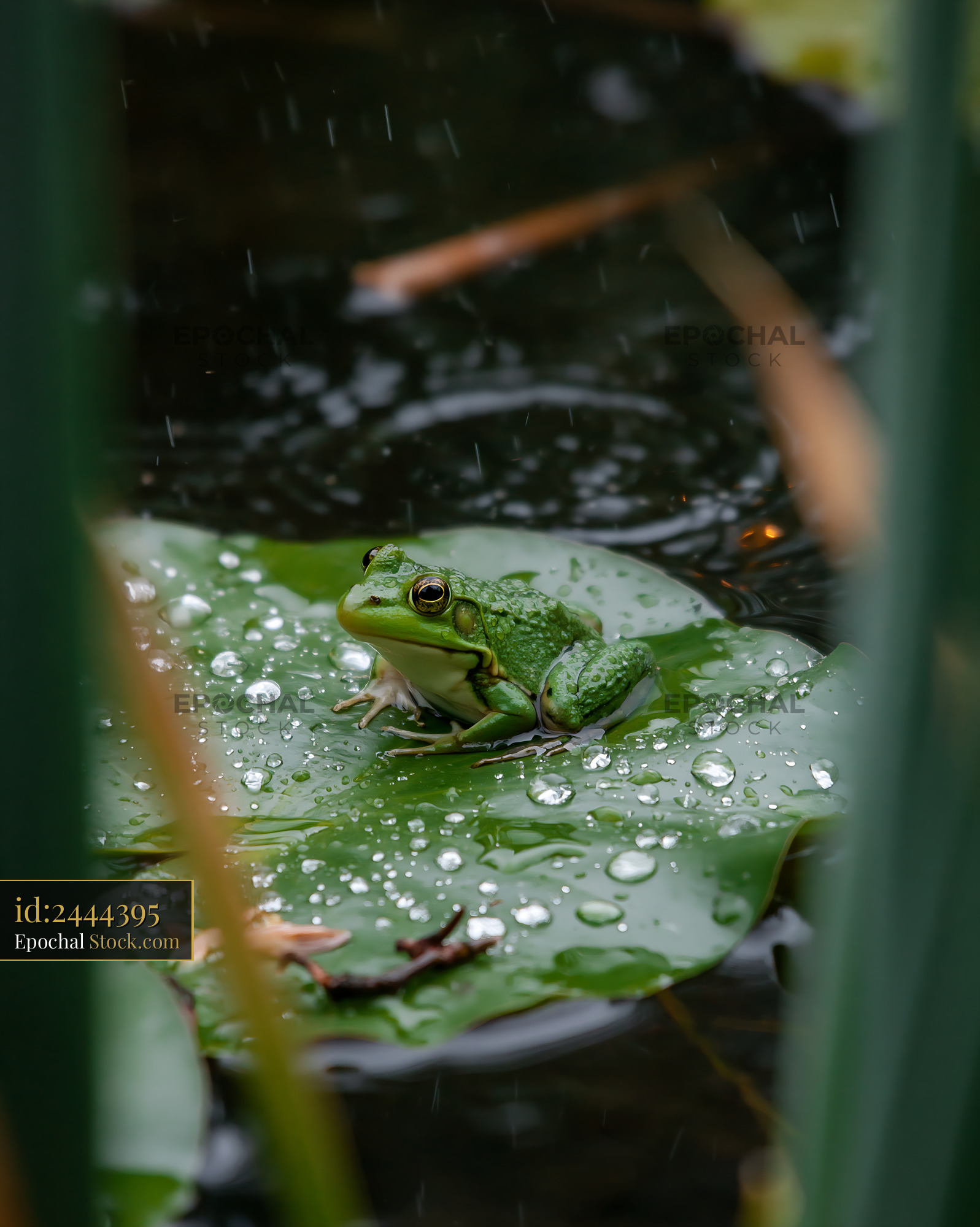 Green frog sitting on a wet lily pad during summer rain - stock photo