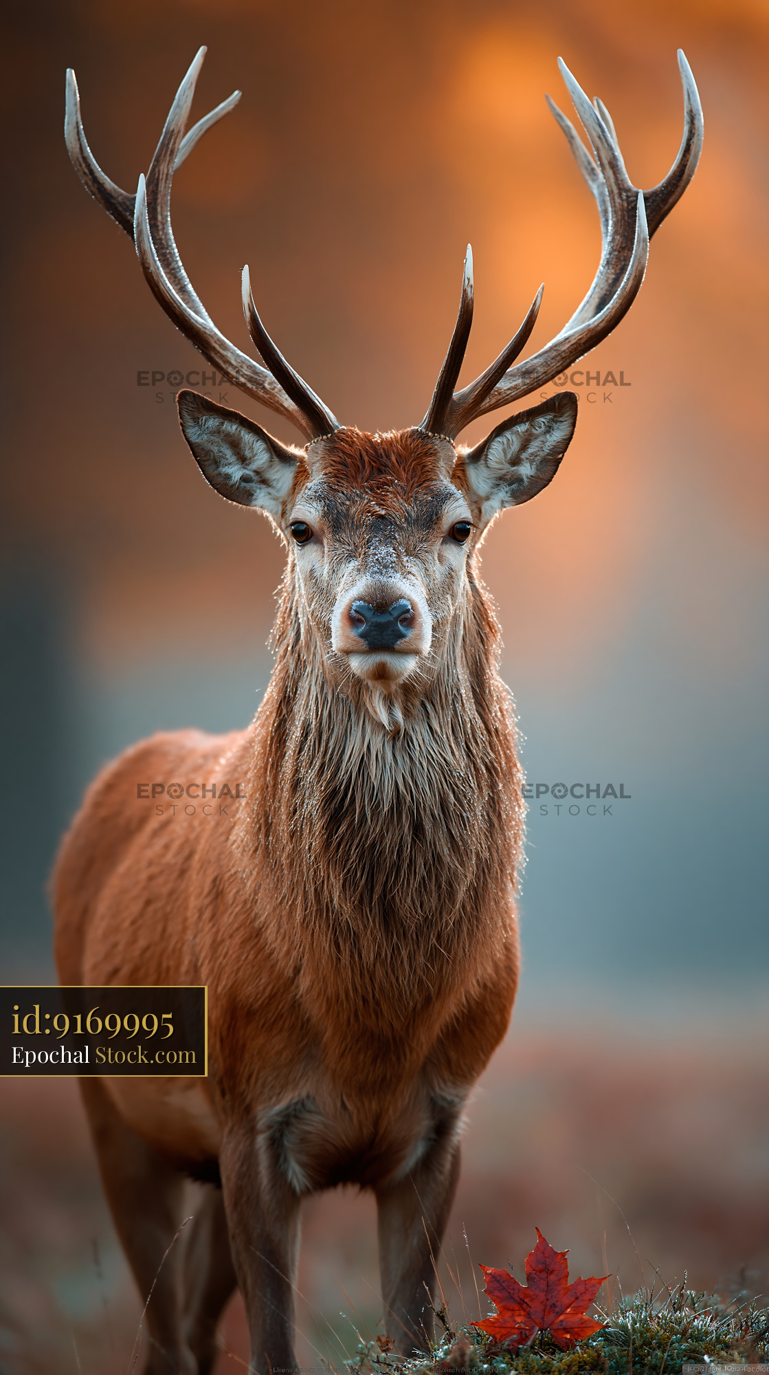 Majestic red deer stag with large antlers in misty autumn woods