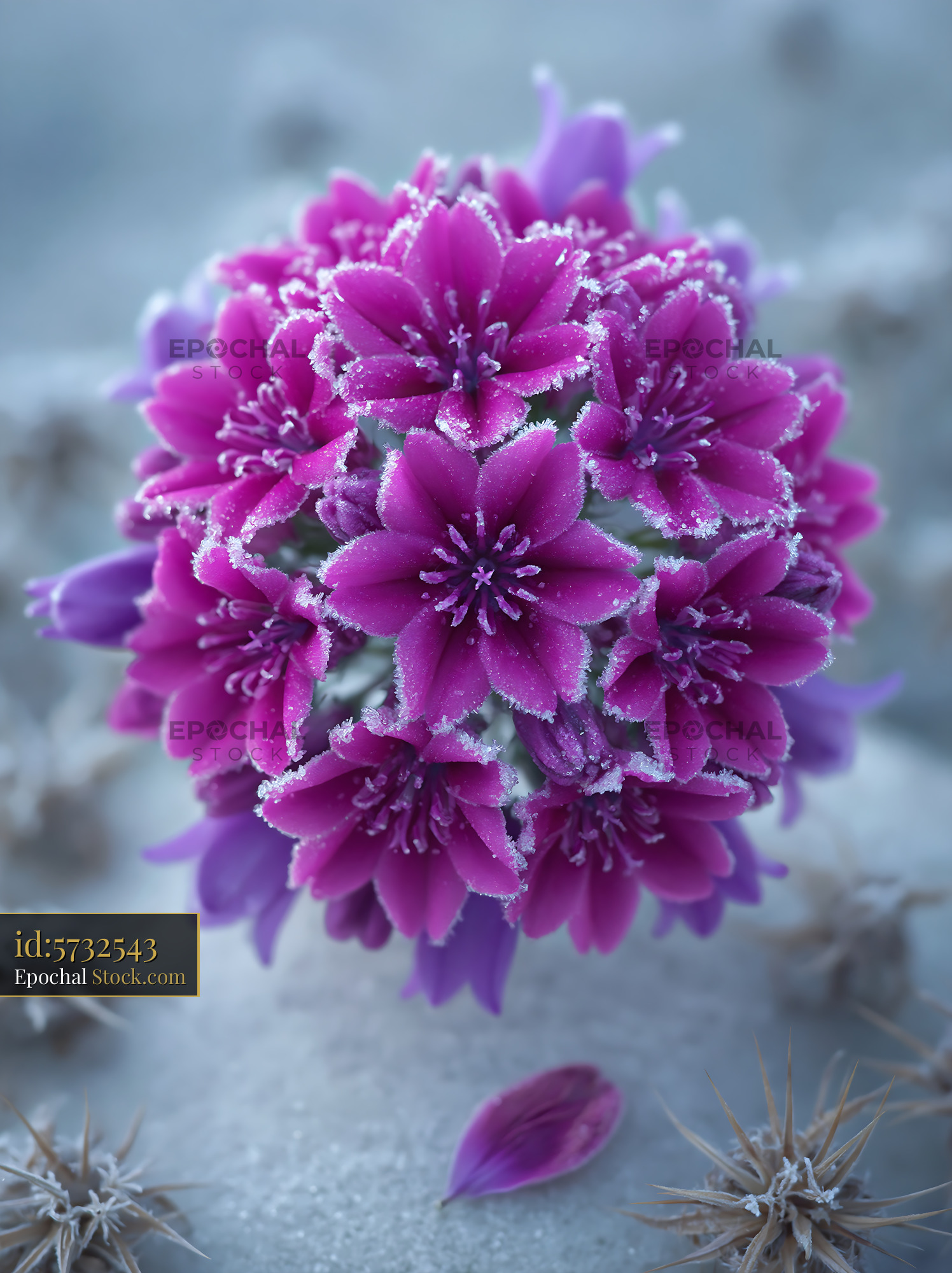Frosted purple flowers in a winter wildflower meadow nature background - stock photo