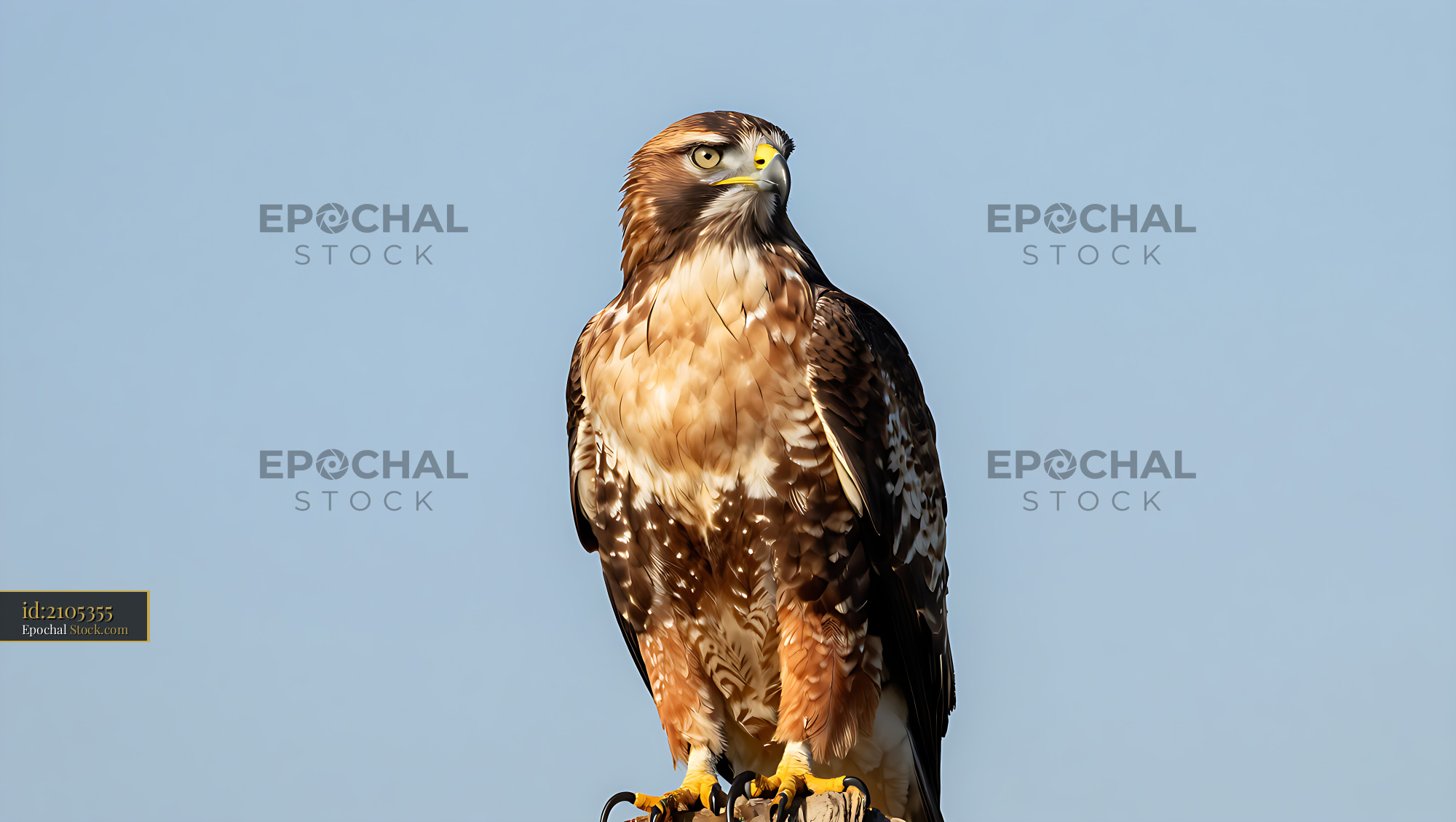 Majestic red-tailed hawk perched on a post against a clear blue sky - stock photo