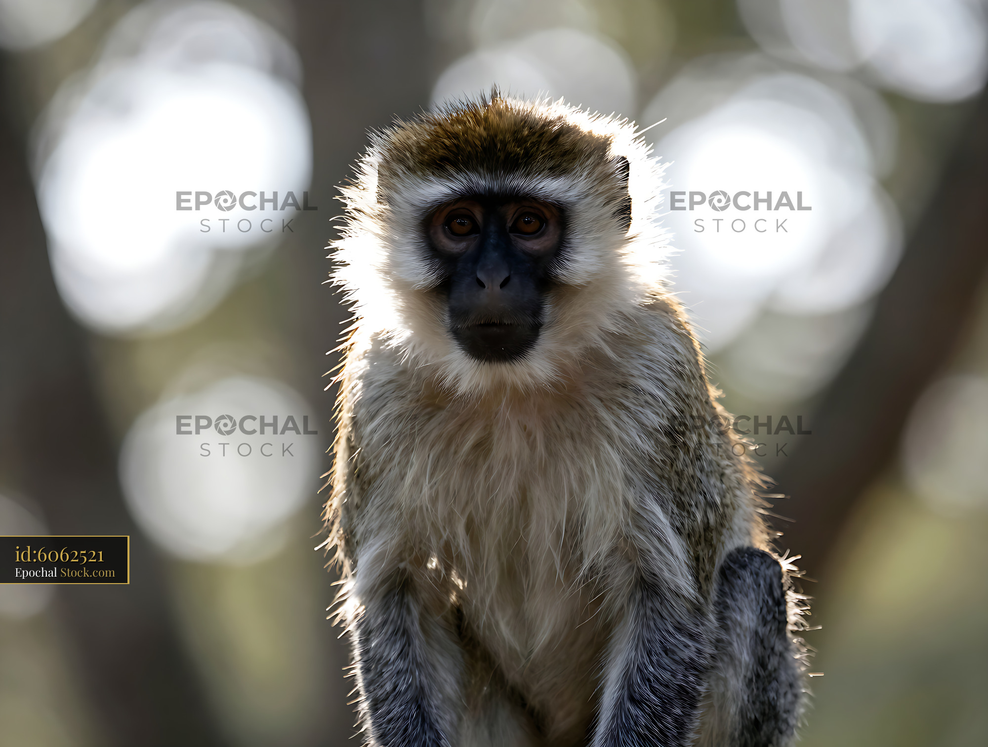 Vervet monkey with golden rim lighting looking at camera - stock photo