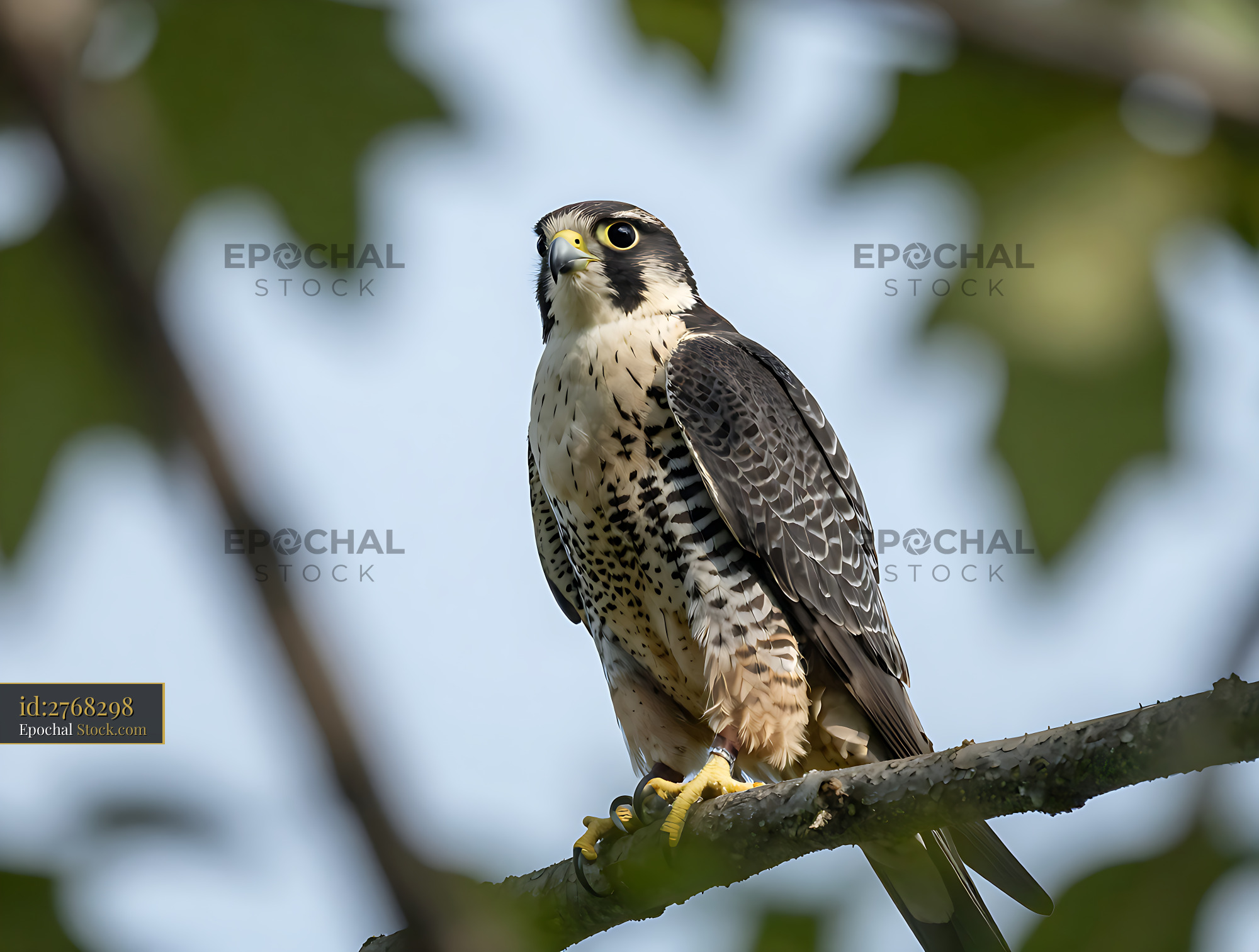 Peregrine falcon perched on a tree branch looking alert - stock photo