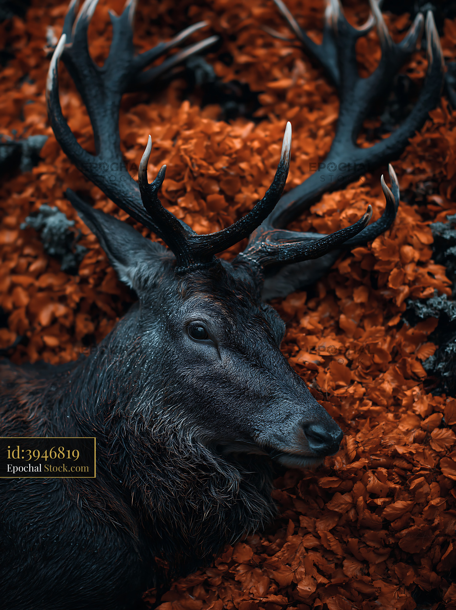 Majestic stag resting among bright orange autumn leaves in the woods