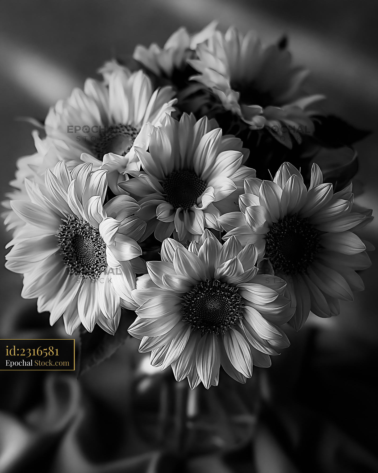 Elegant sunflower bouquet in a glass vase with monochrome lighting - stock photo