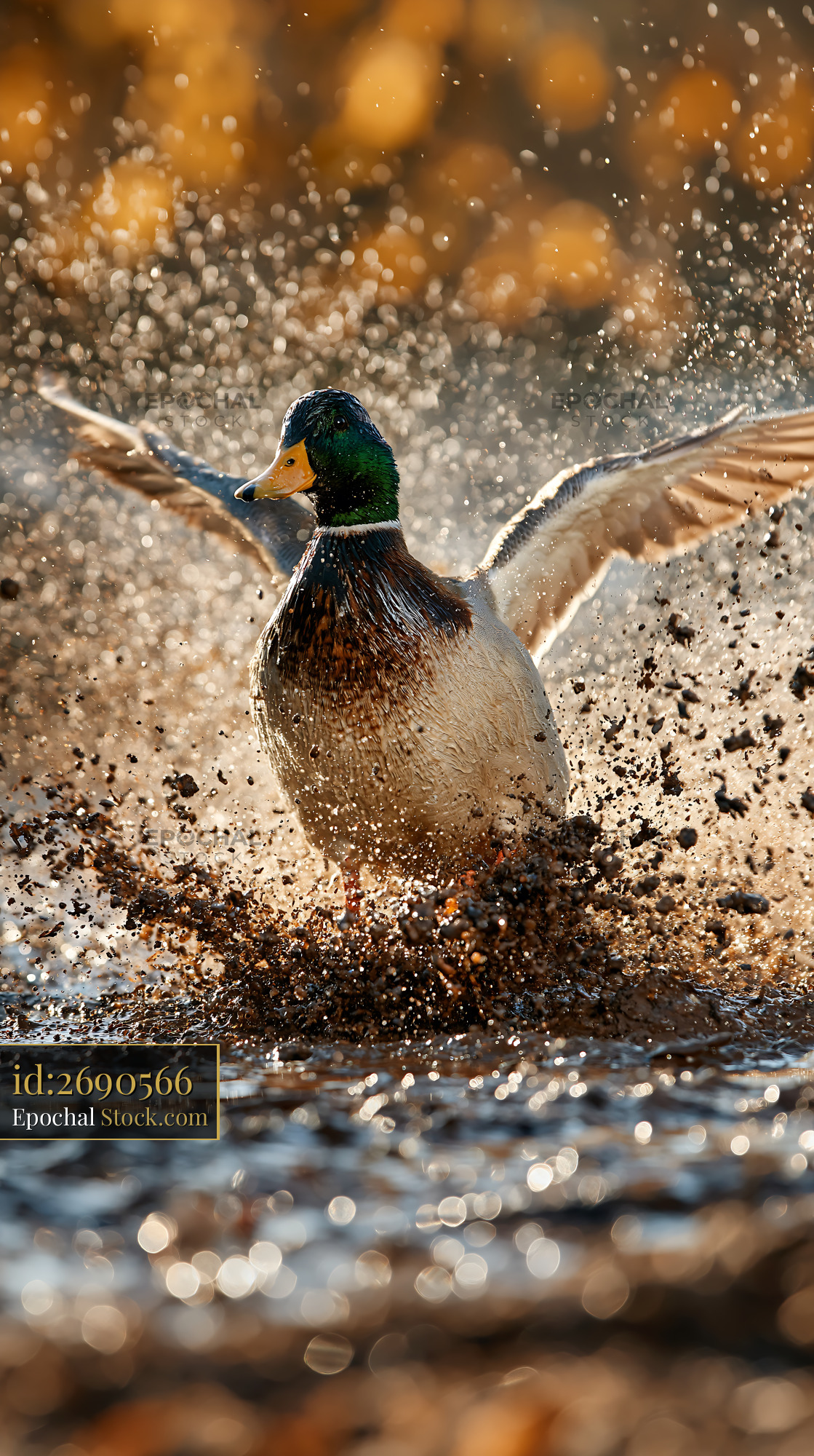 Male mallard duck splashing in a muddy puddle during golden hour - stock photo