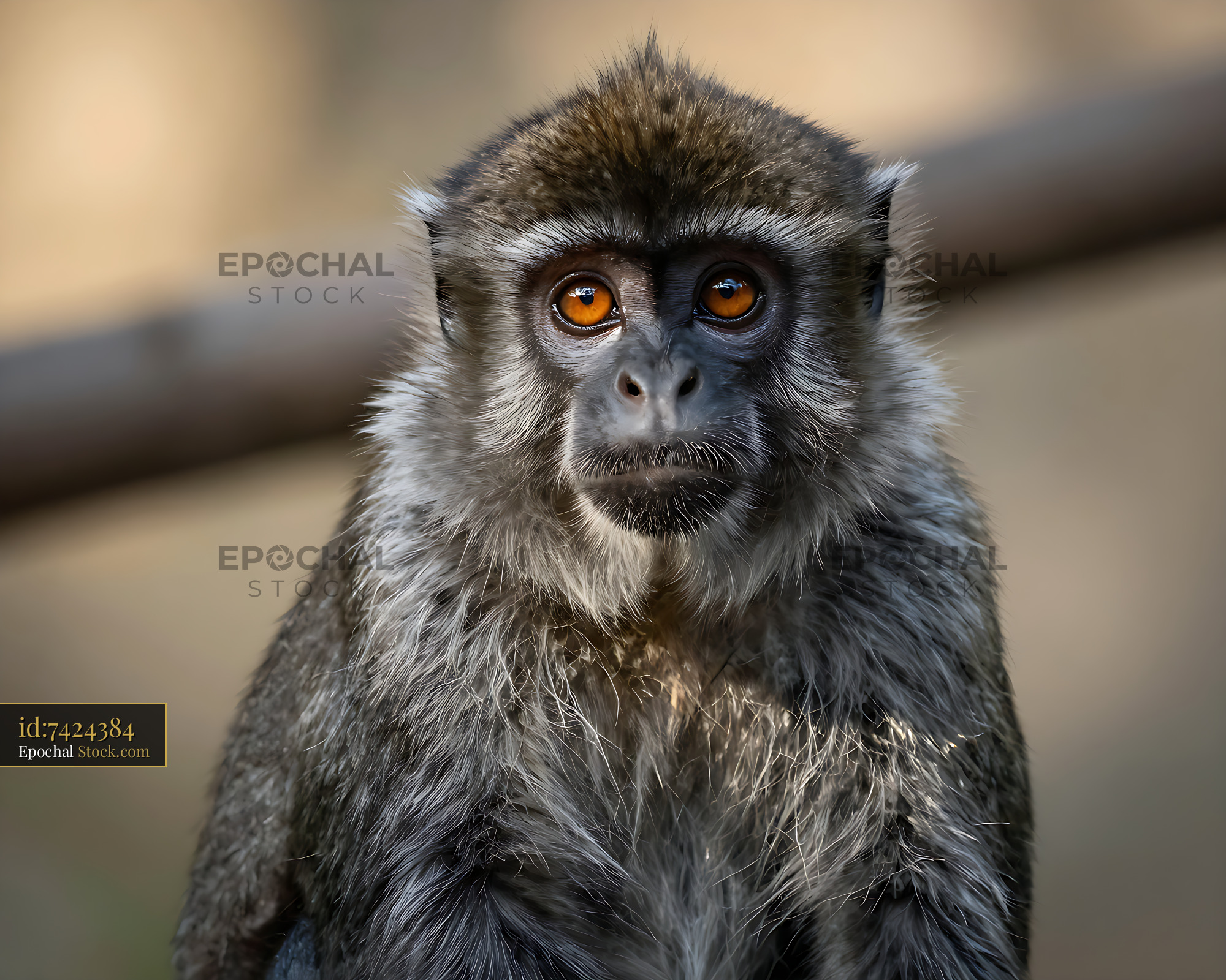 Night monkey with large orange eyes looking directly at the camera - stock photo