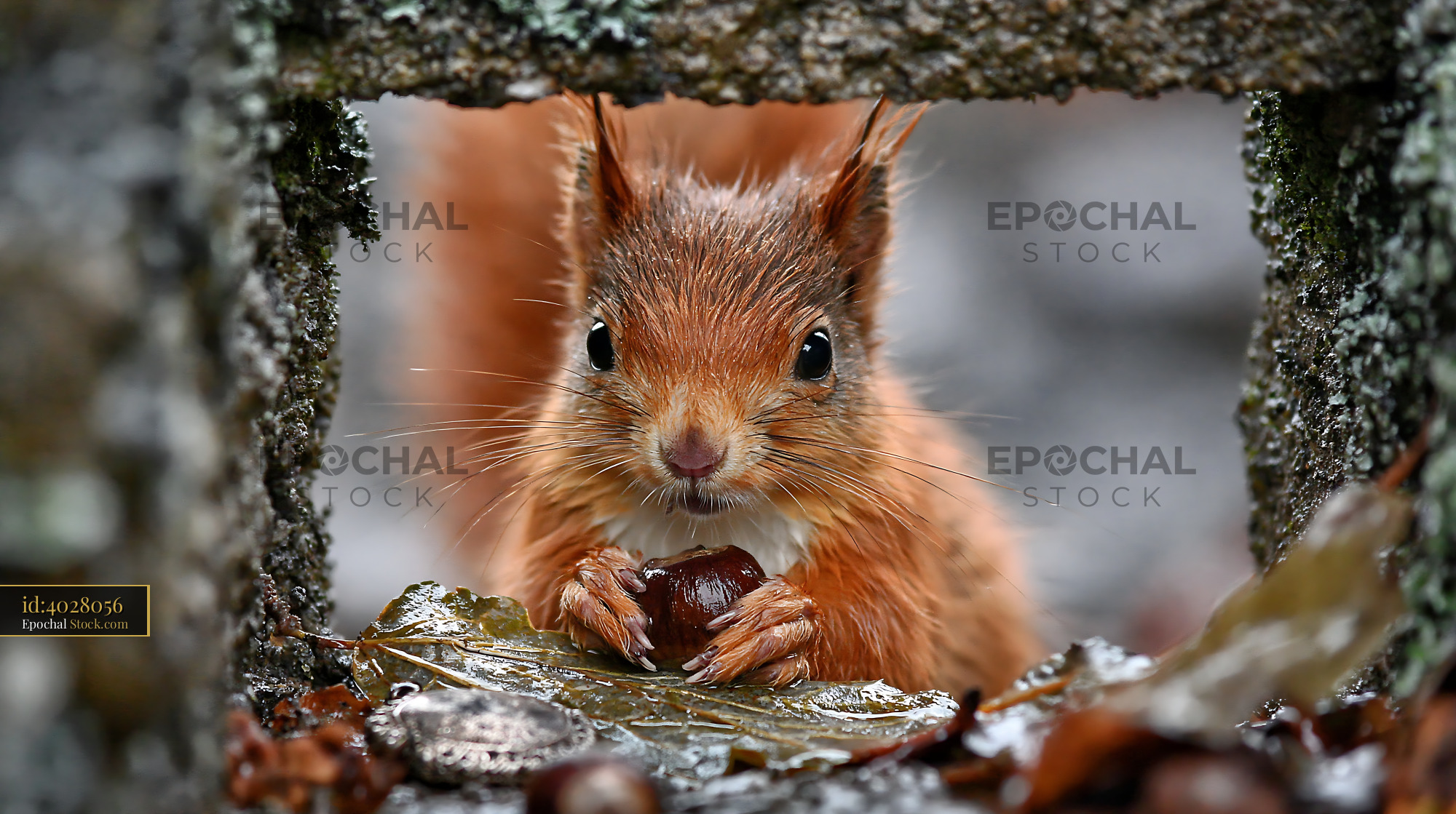 Red squirrel holding a nut peering through a gap on a wet autumn day - stock photo