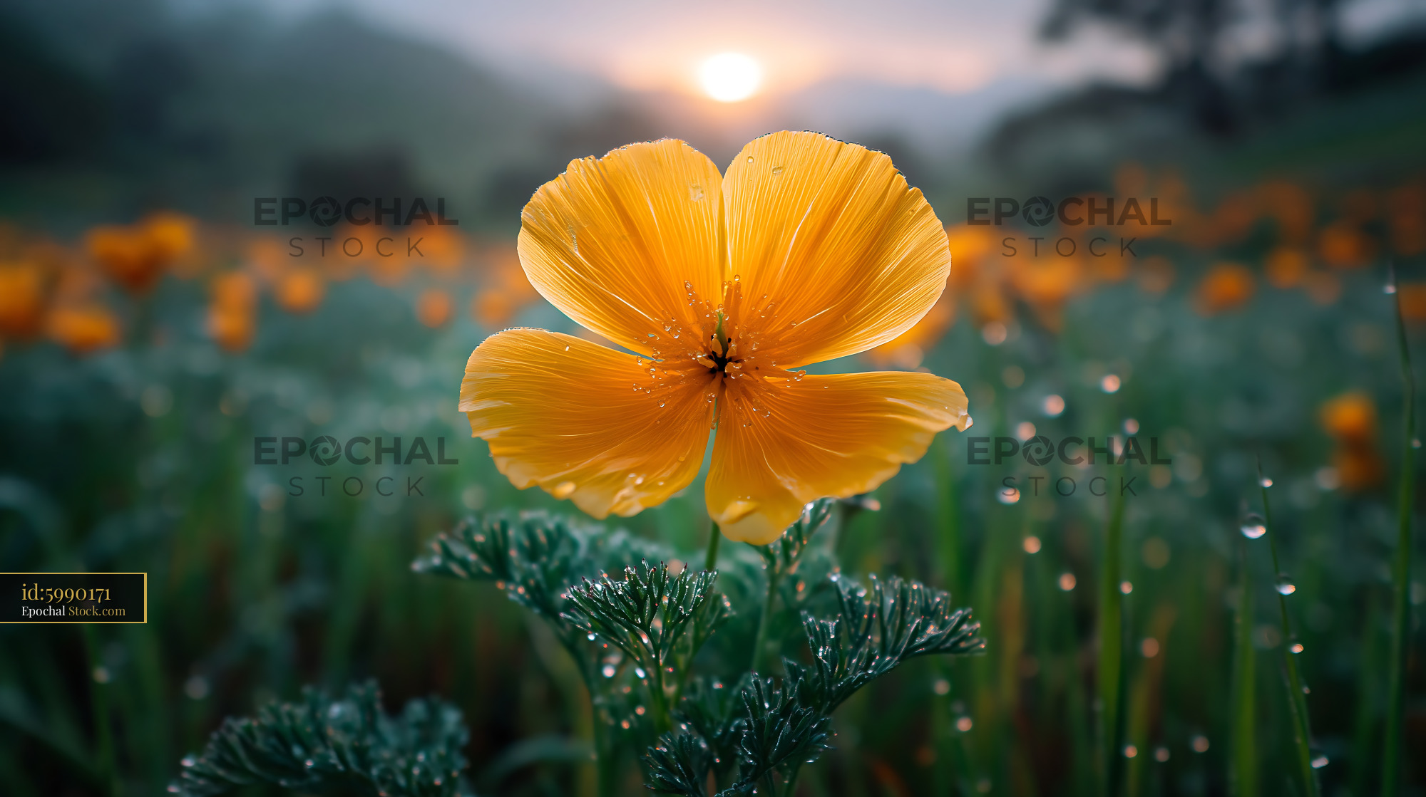 Yellow wildflower in a meadow at sunrise with morning dew - stock photo