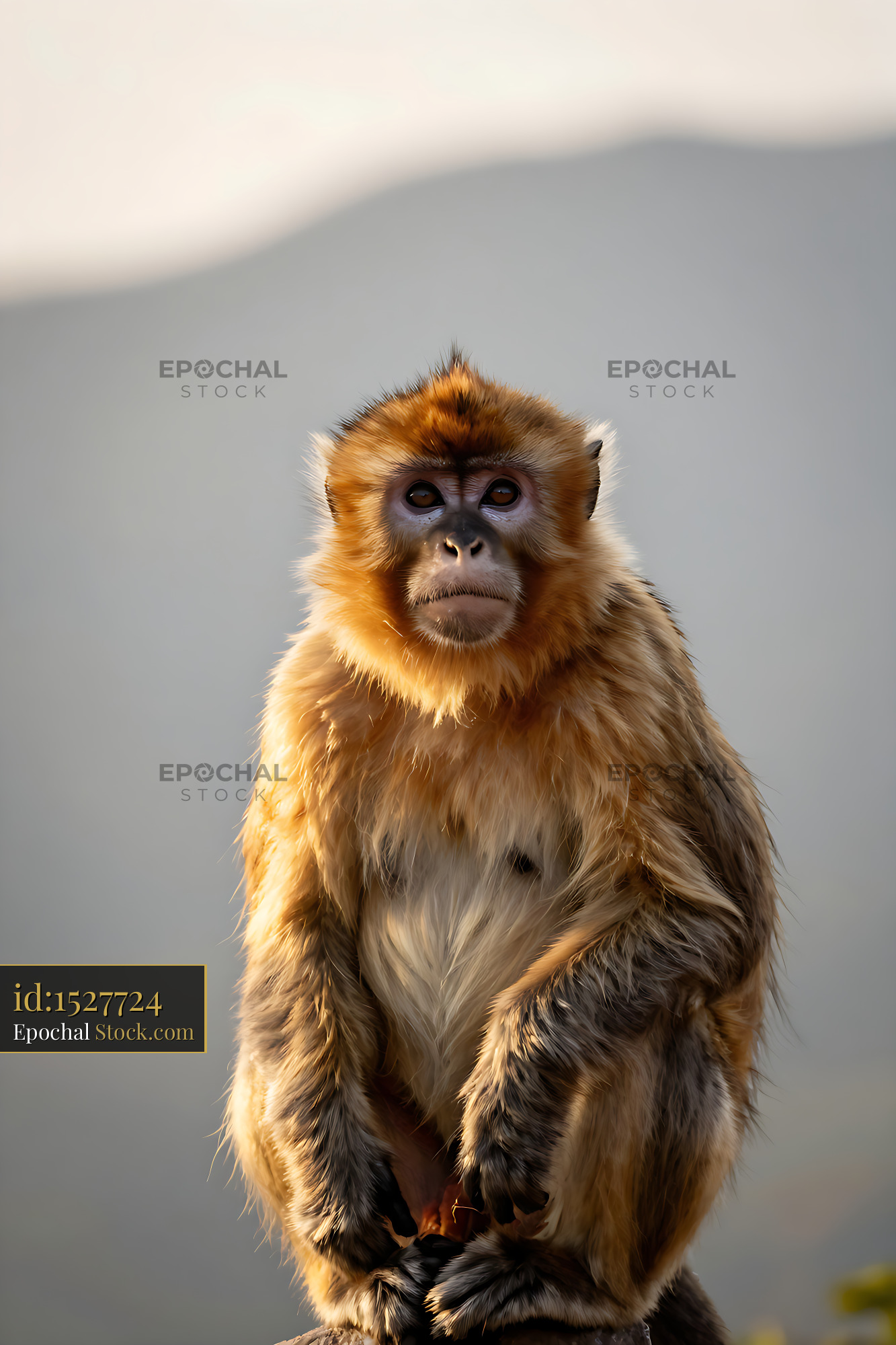 Toque macaque sitting in golden sunlight against a mountain backdrop - stock photo