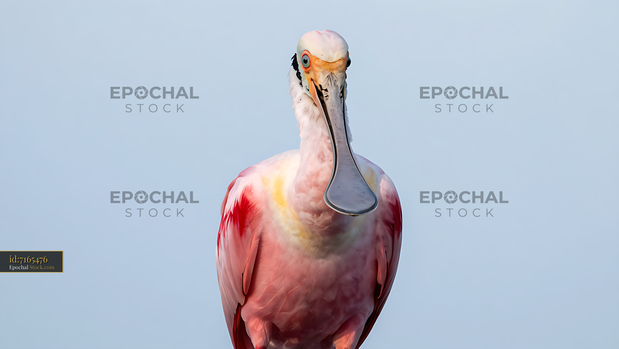 Roseate spoonbill with vibrant pink plumage looking at the camera - stock photo