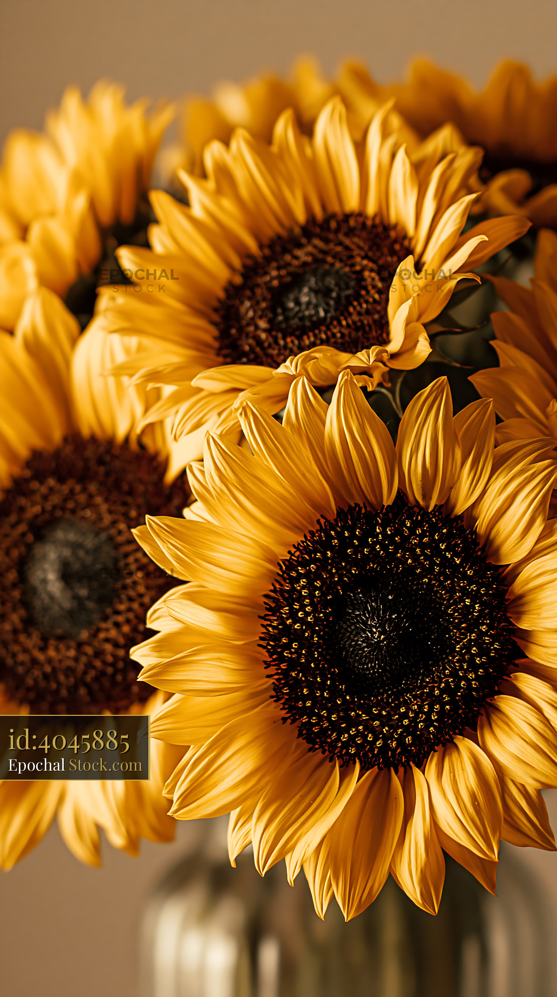 Vibrant sunflower bouquet in a glass vase with warm golden lighting - stock photo