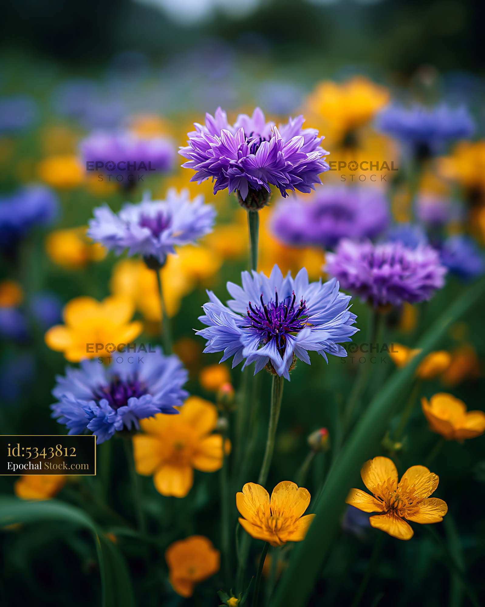 Purple cornflowers and yellow buttercups in a wildflower meadow - stock photo