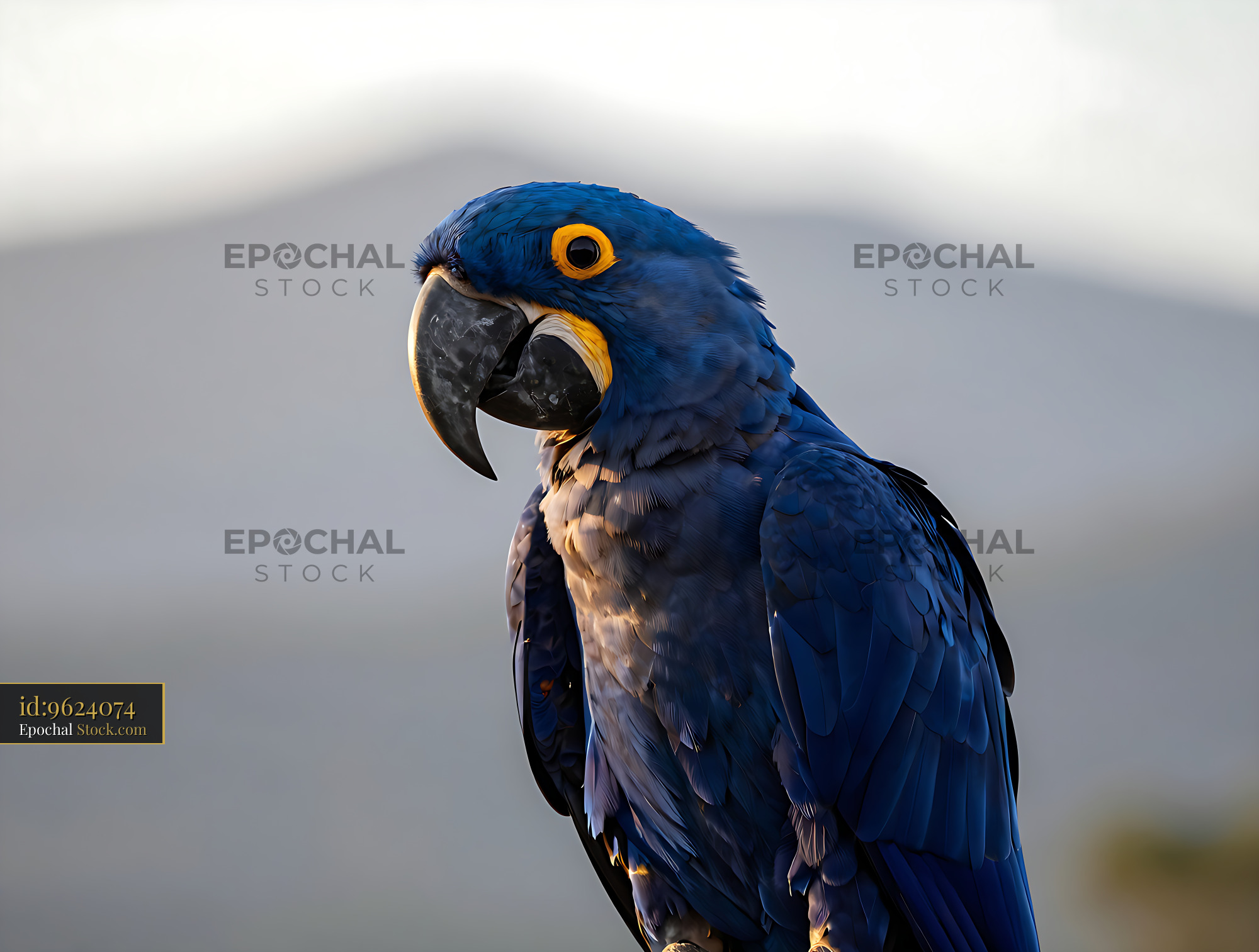 Majestic hyacinth macaw with vibrant blue plumage in soft sunset light - stock photo
