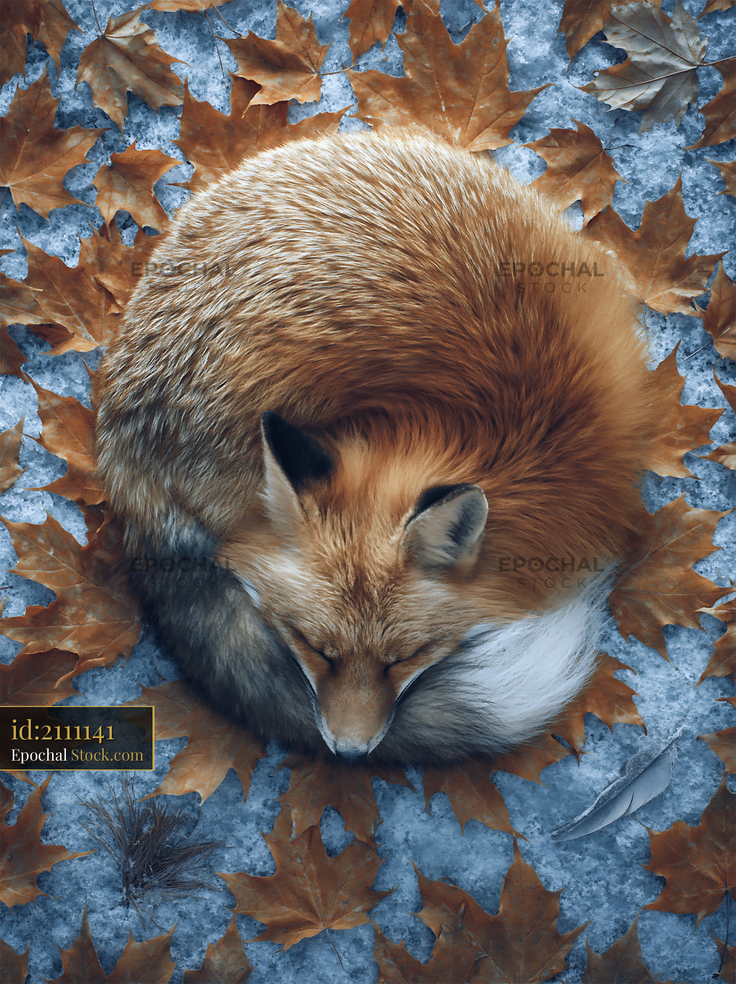 Red fox curled up sleeping on autumn leaves in the snow - stock photo