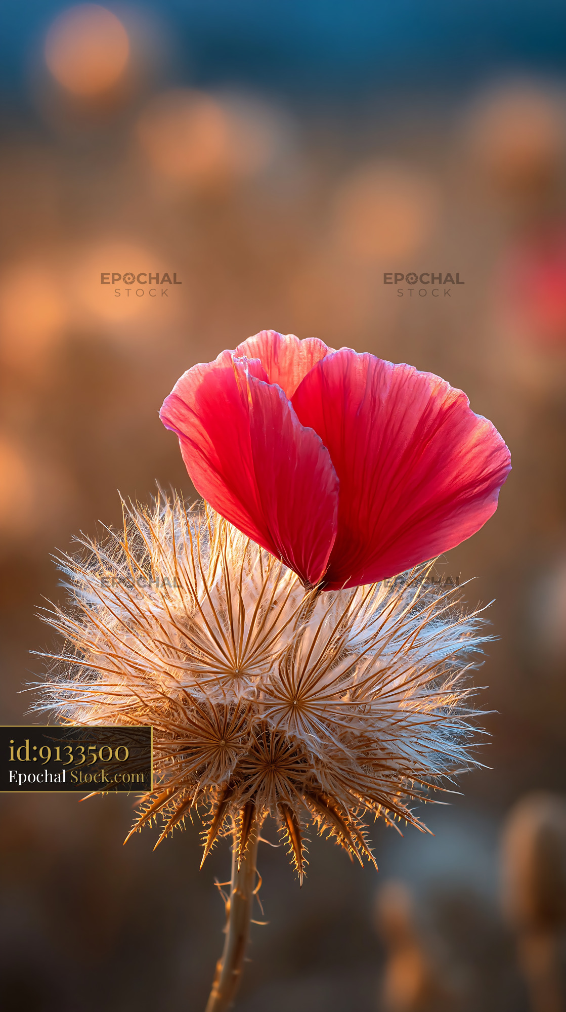 Red poppy petal resting on dried wildflower seed head in golden light - stock photo