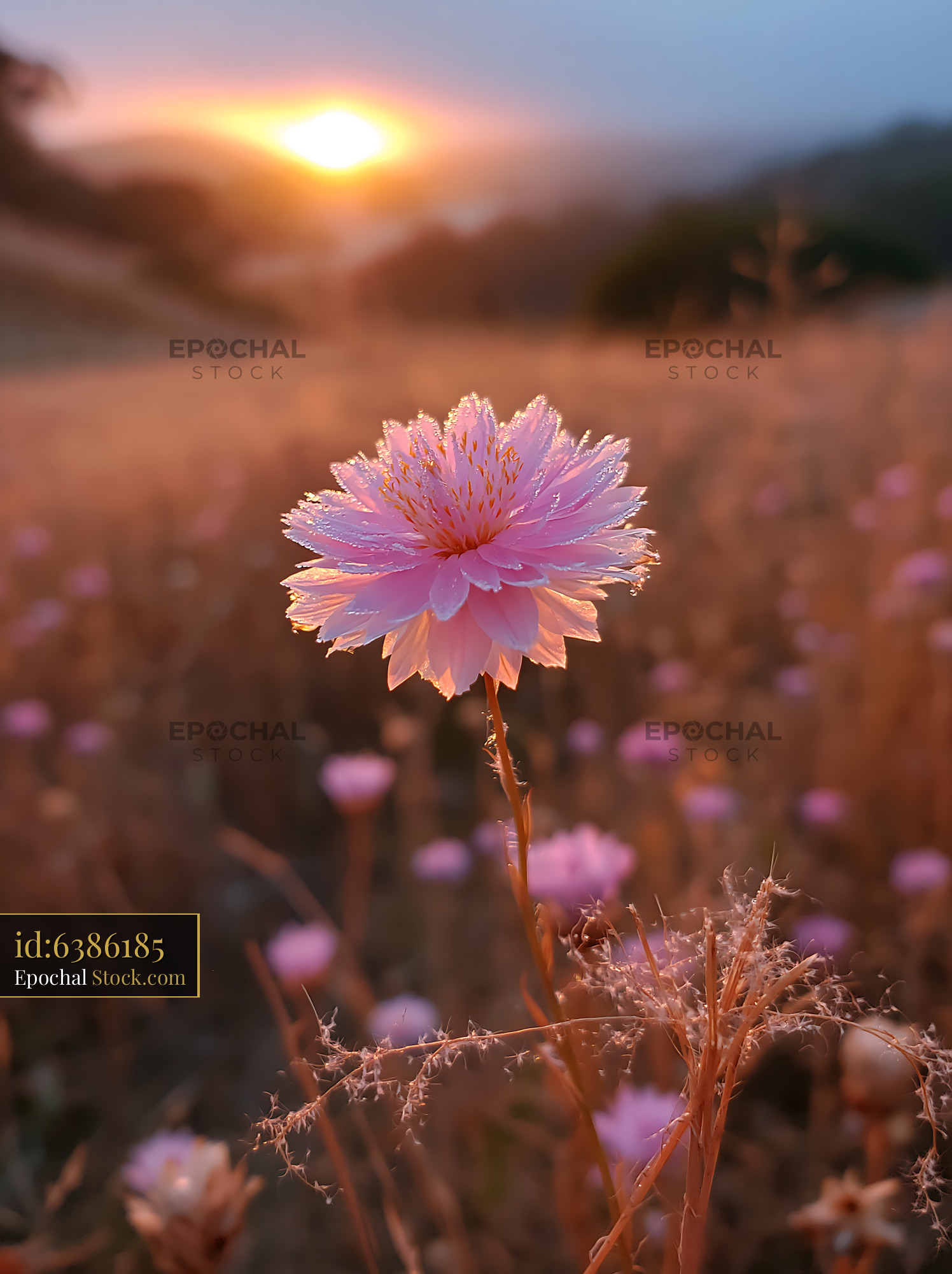 Single pink flower with morning dew in a golden meadow at sunset - stock photo