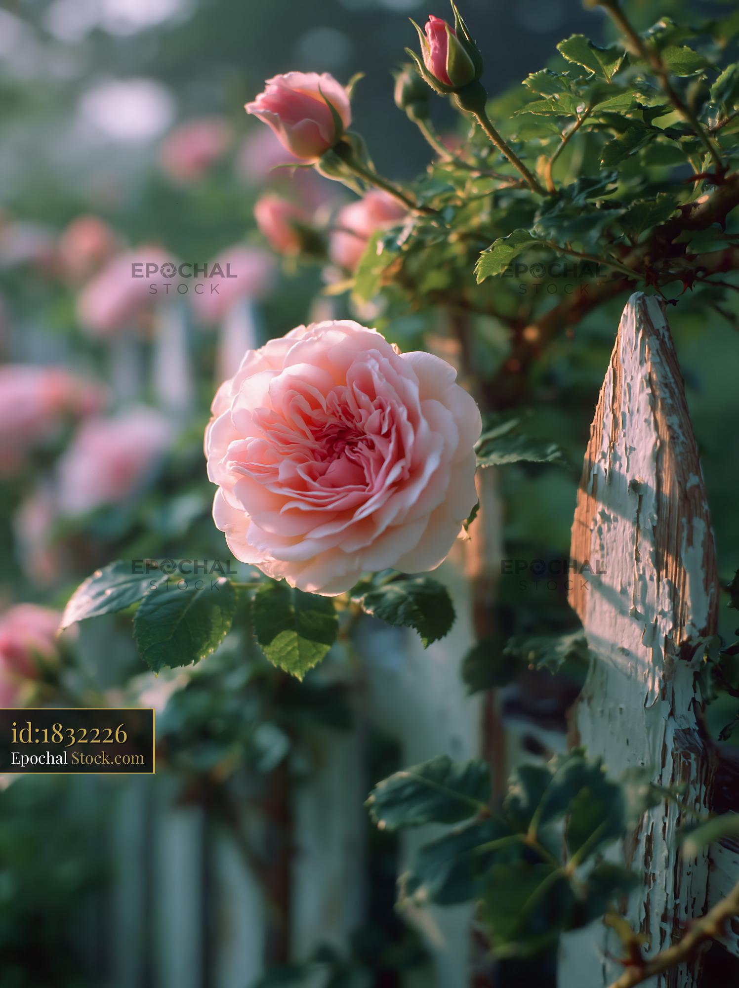 Pink climbing roses on a white picket fence in golden light - stock photo