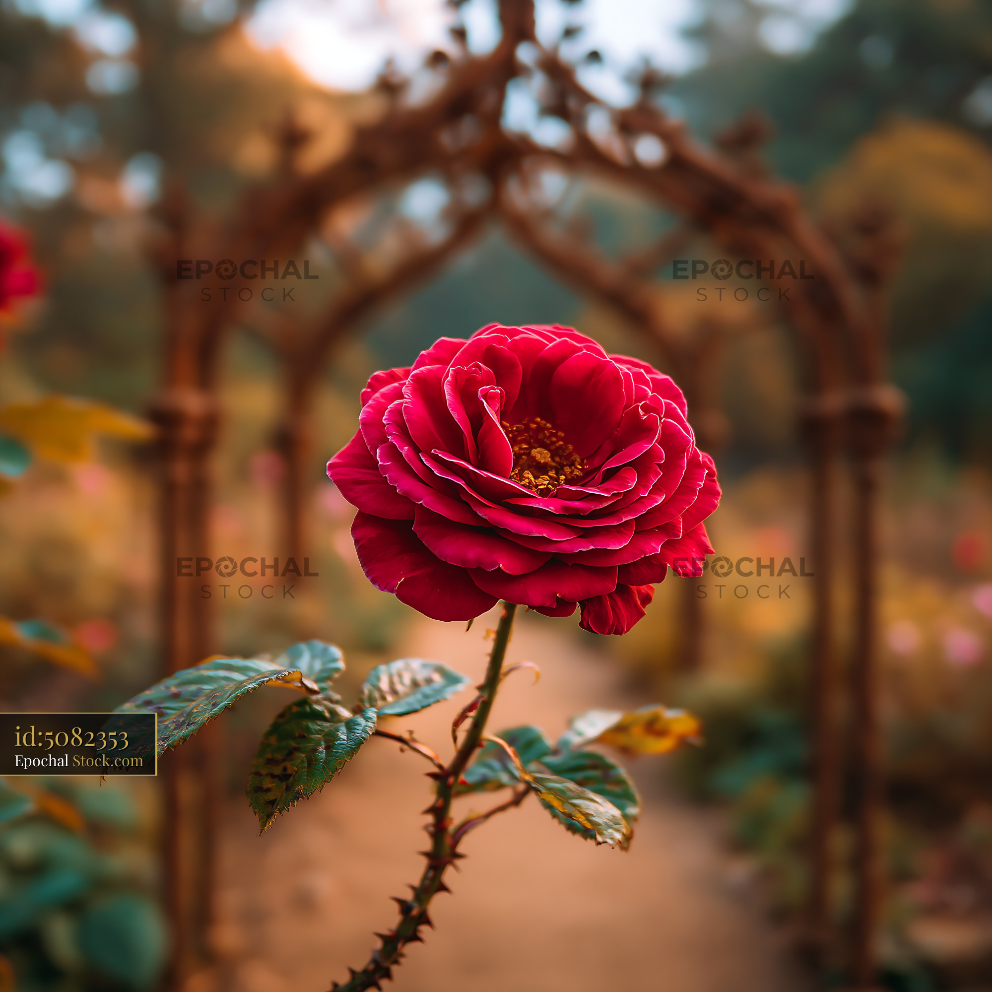 Red rose in full bloom within a classic English garden design - stock photo