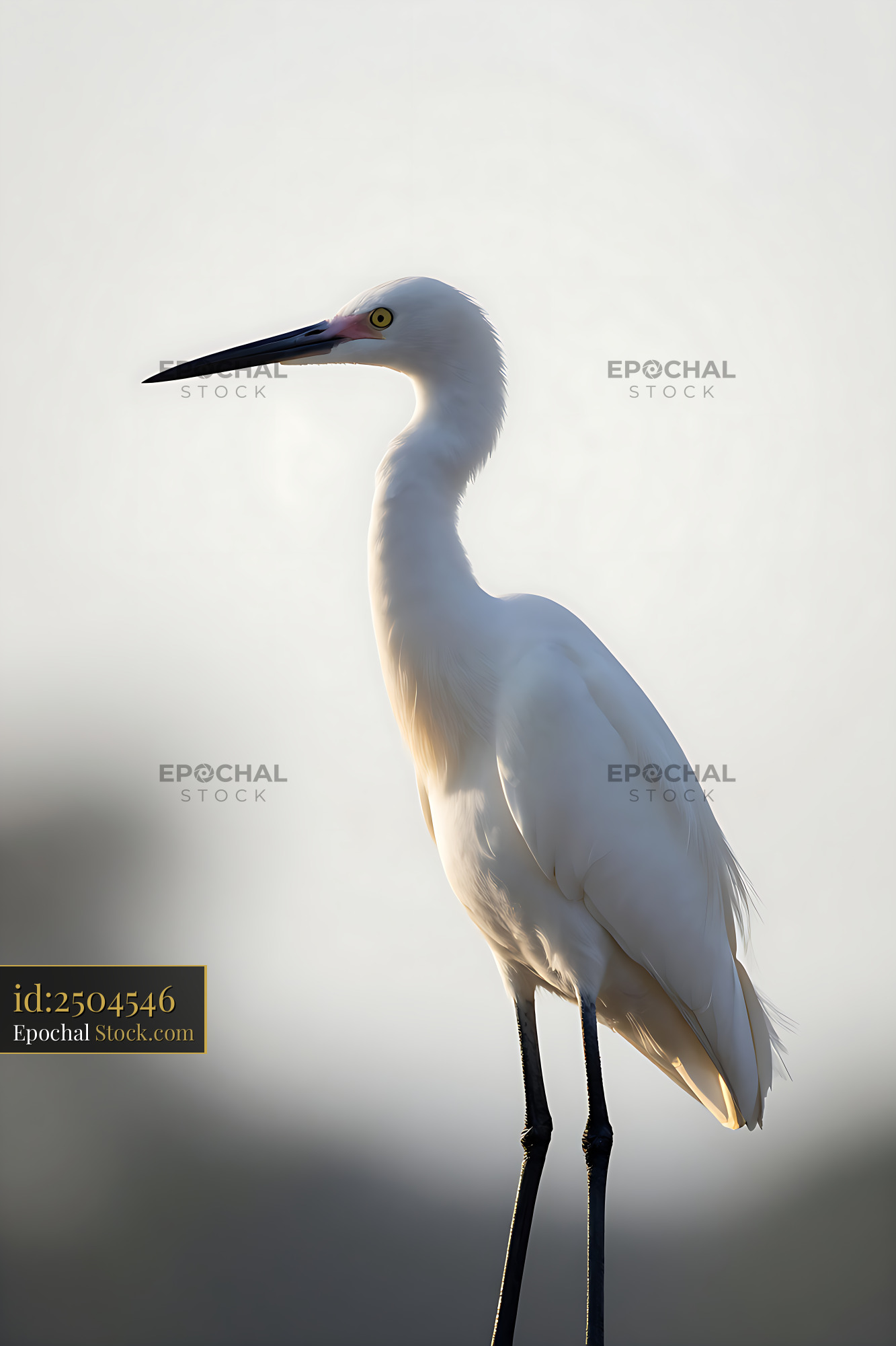 White morph reddish egret standing in soft morning sunlight - stock photo