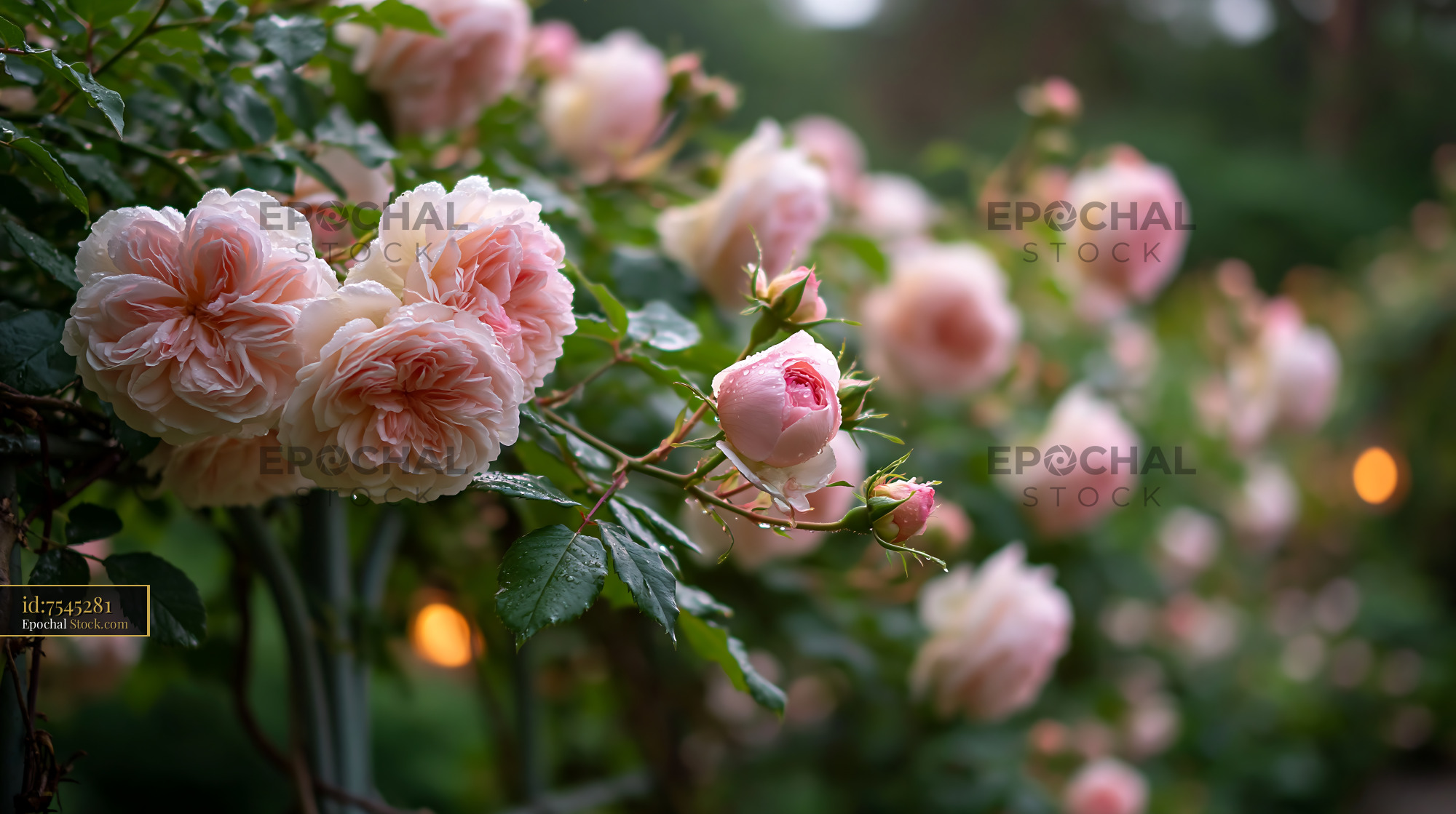 Blooming pink English roses with raindrops in a lush garden design - stock photo