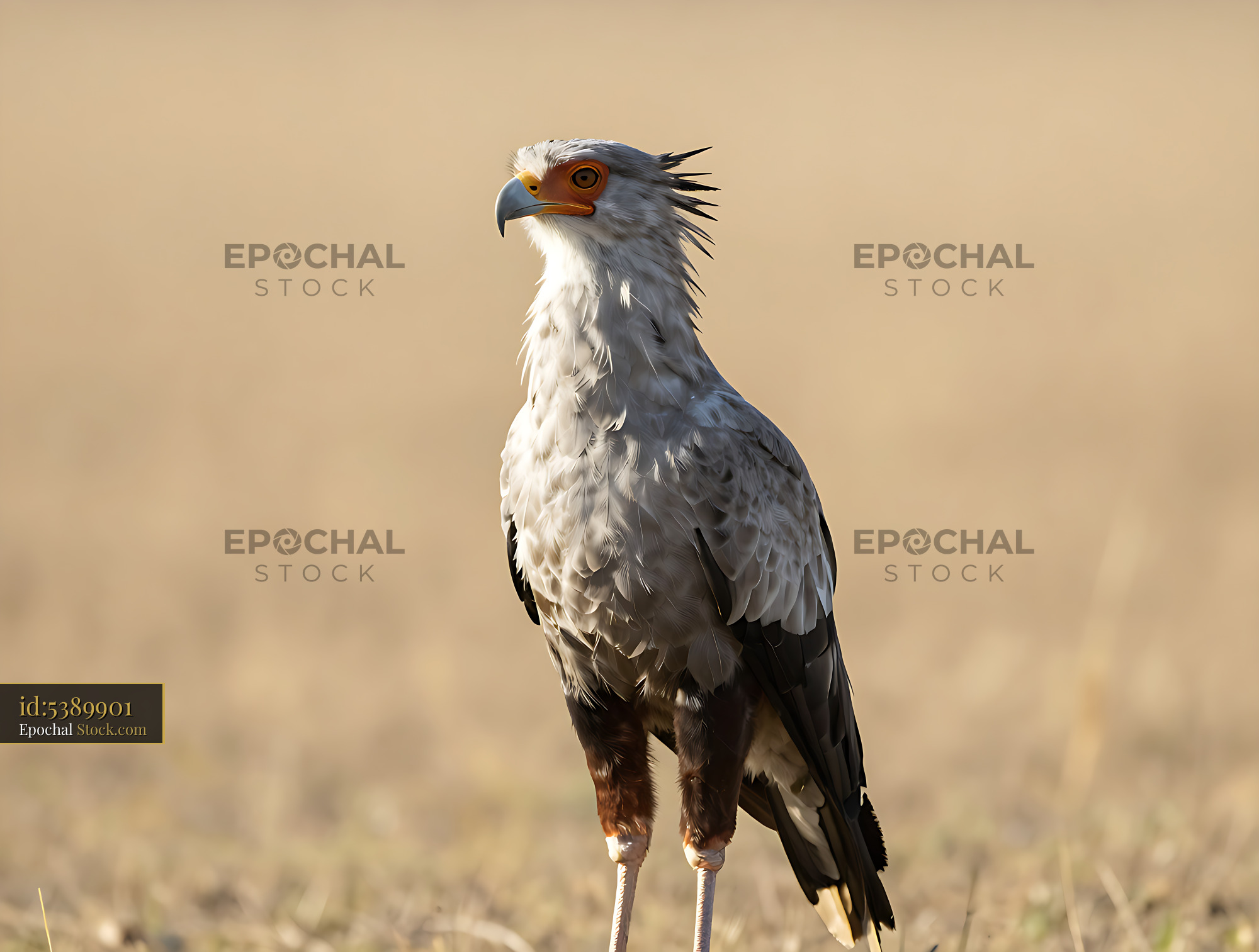Secretary bird standing alert in the golden light of the savanna - stock photo