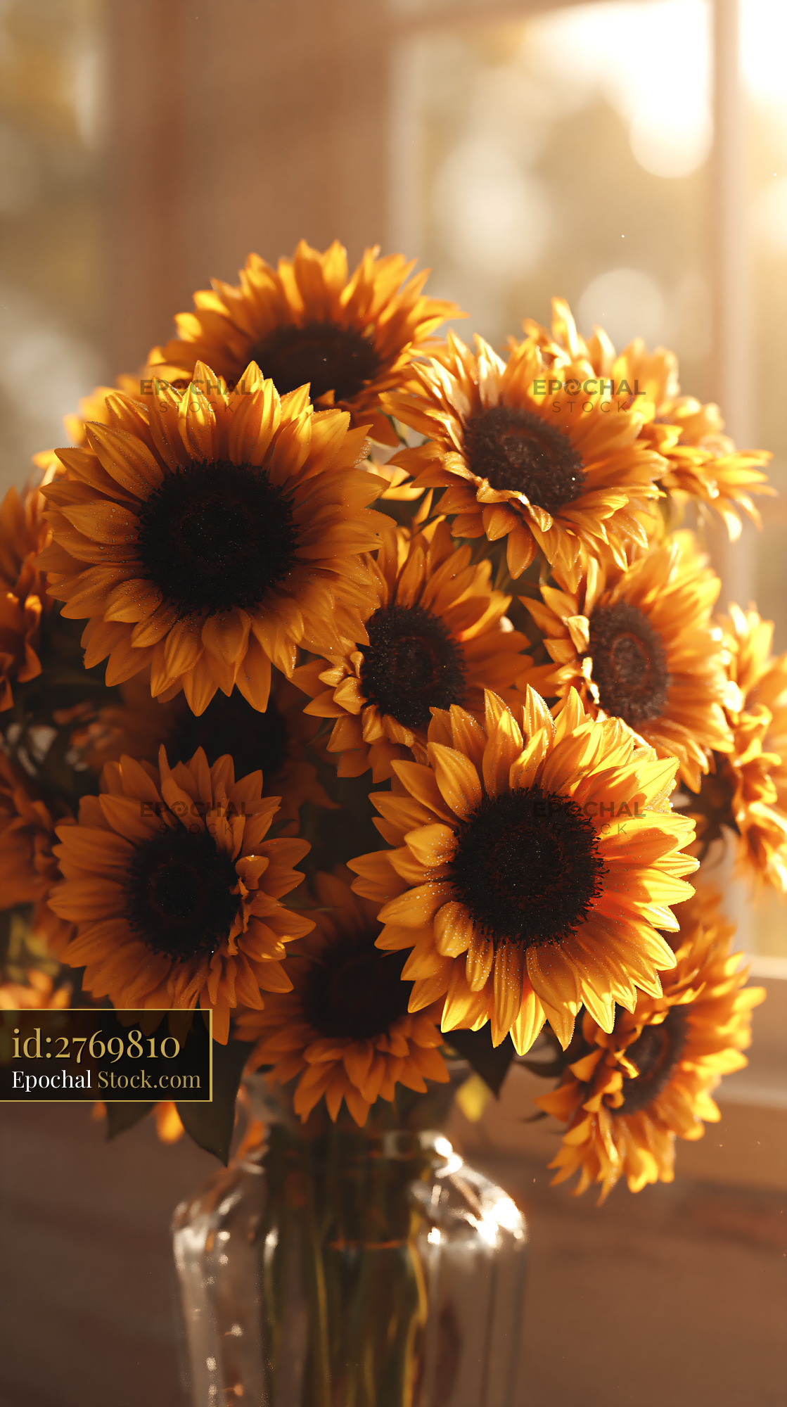 Sunflowers in glass vase glowing in warm golden hour sunlight - stock photo