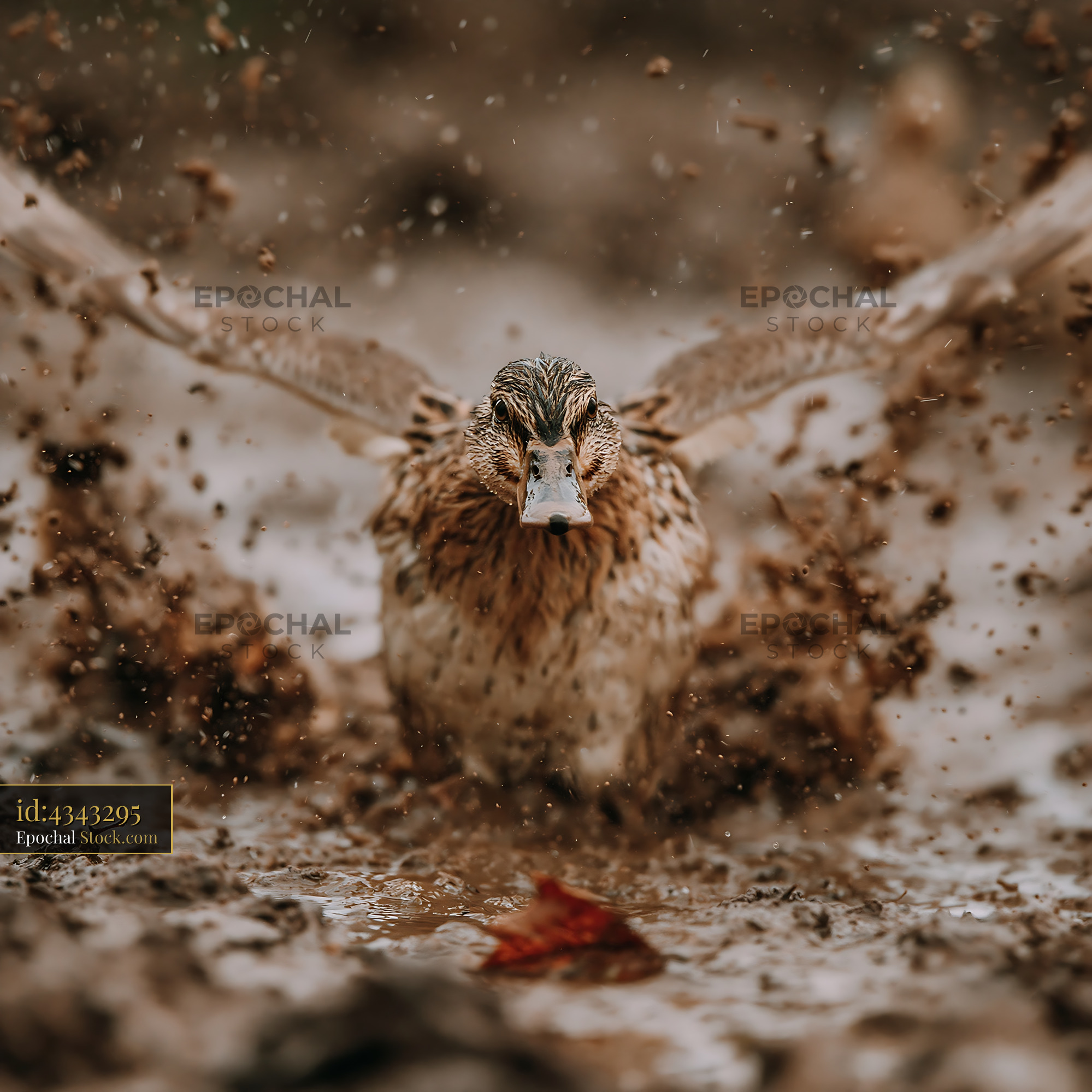 Female duck splashing vigorously in a muddy puddle with wings spread - stock photo