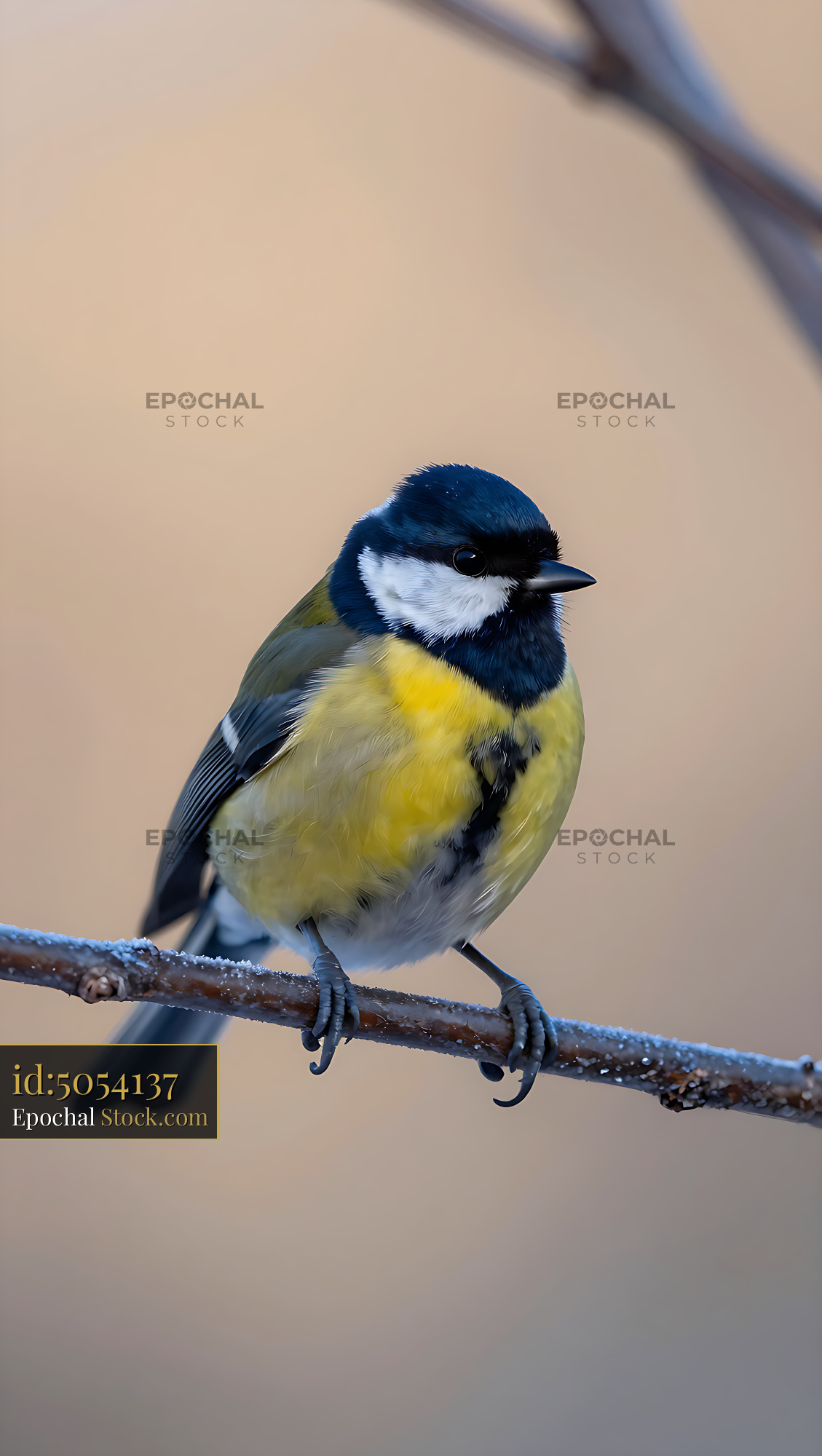 Great tit perched on a frosty branch in a winter garden - stock photo