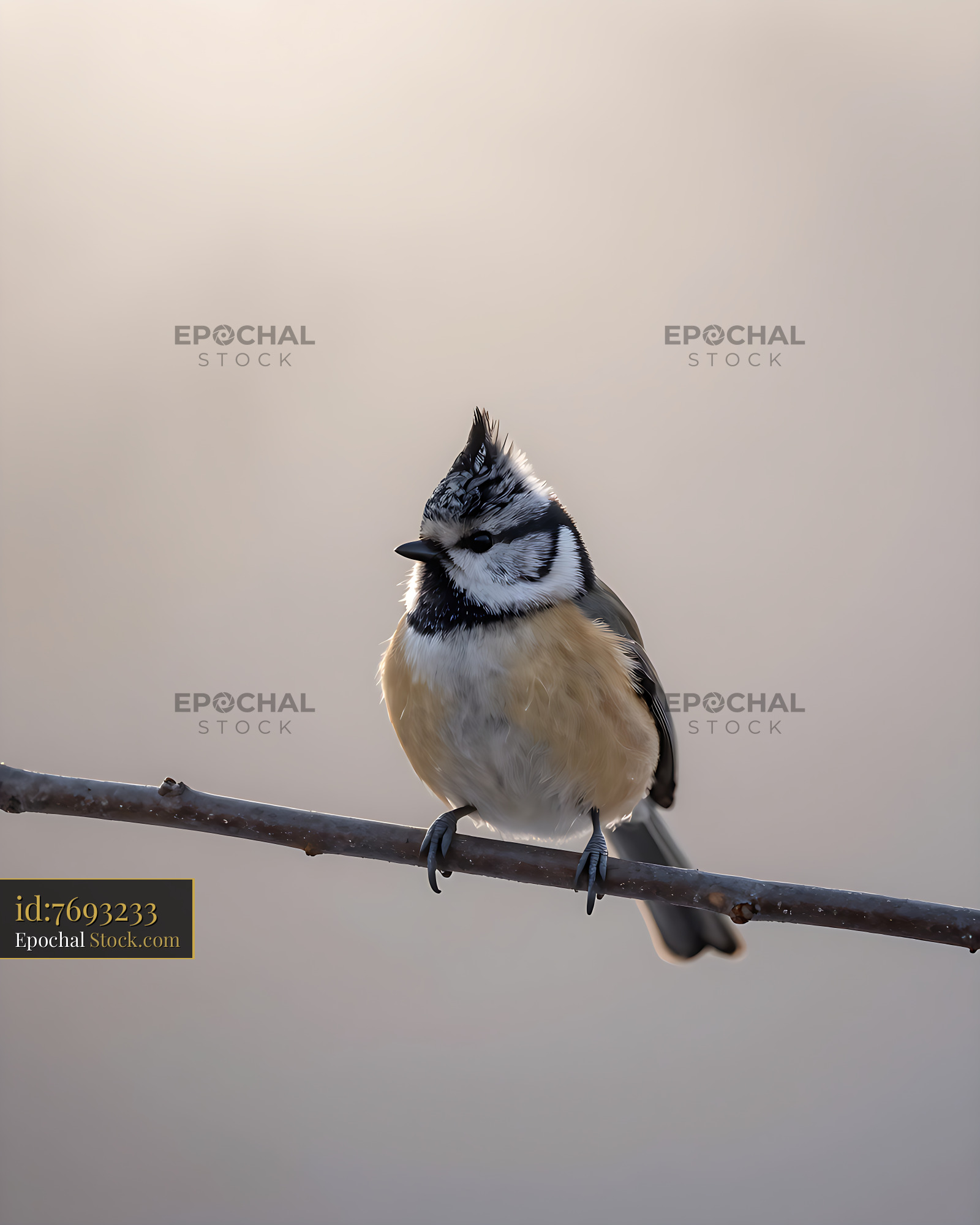 European crested tit perched on a thin branch in soft morning light - stock photo