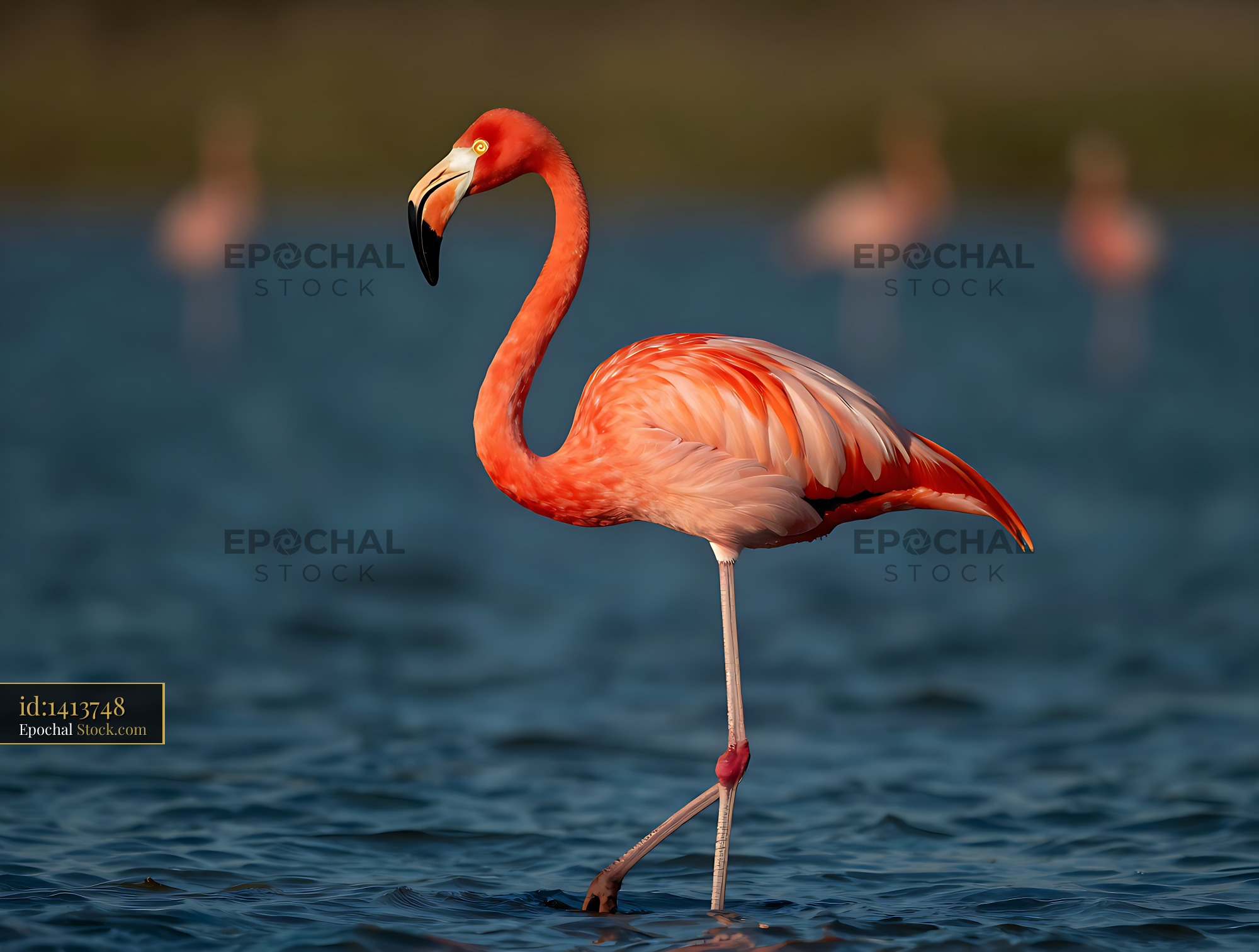 American flamingo standing in blue water at sunset - stock photo