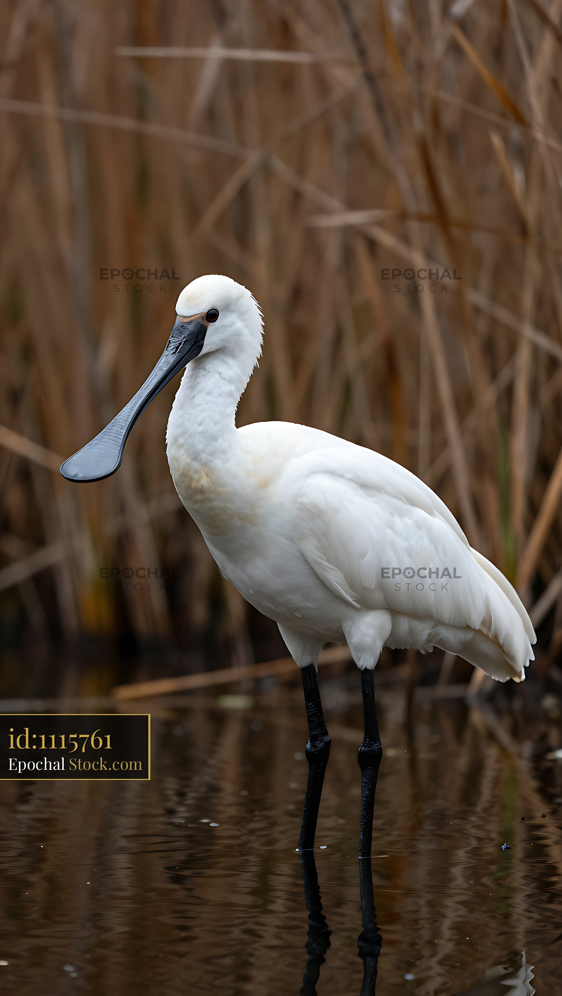 Eurasian spoonbill standing in a marshland pond with reed background - stock photo