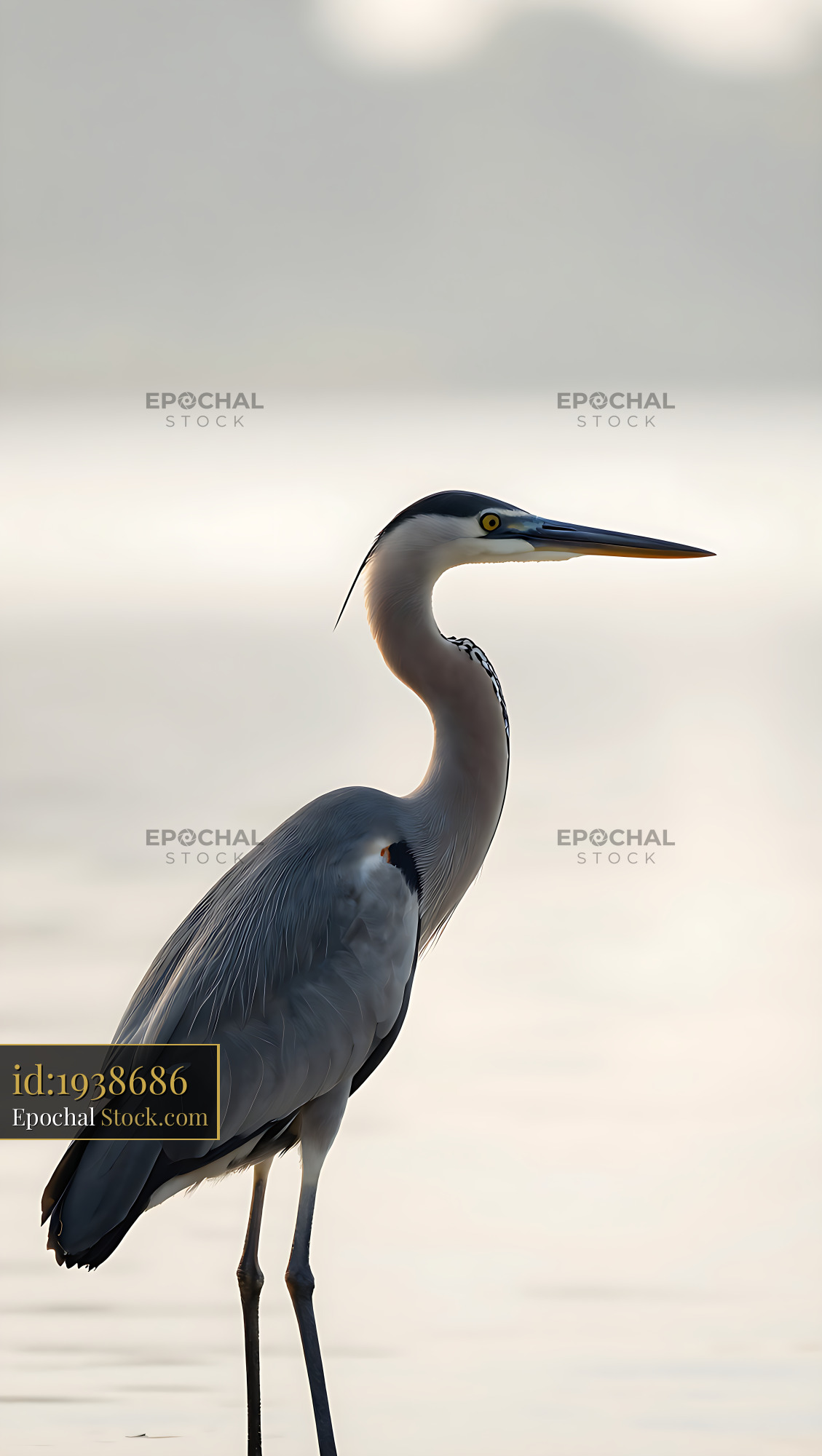 Boat-billed heron standing in calm misty water at dawn - stock photo