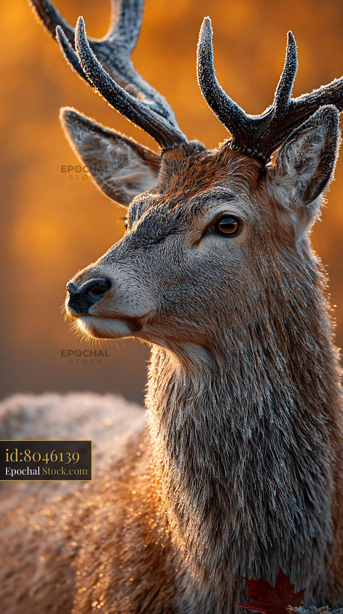 Red deer stag with frosted antlers during golden hour in the forest