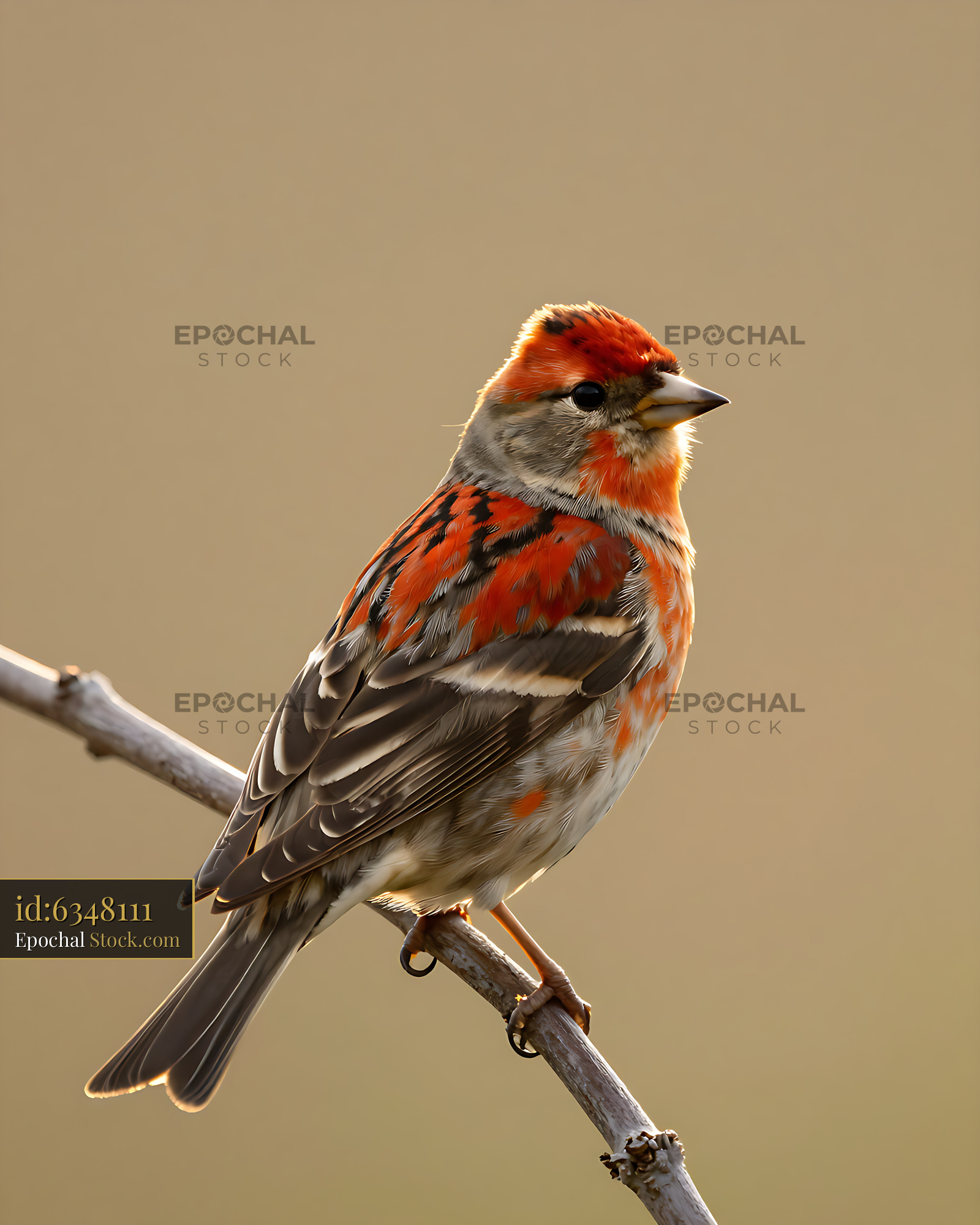 Male brambling finch perched on a slender branch during golden hour - stock photo