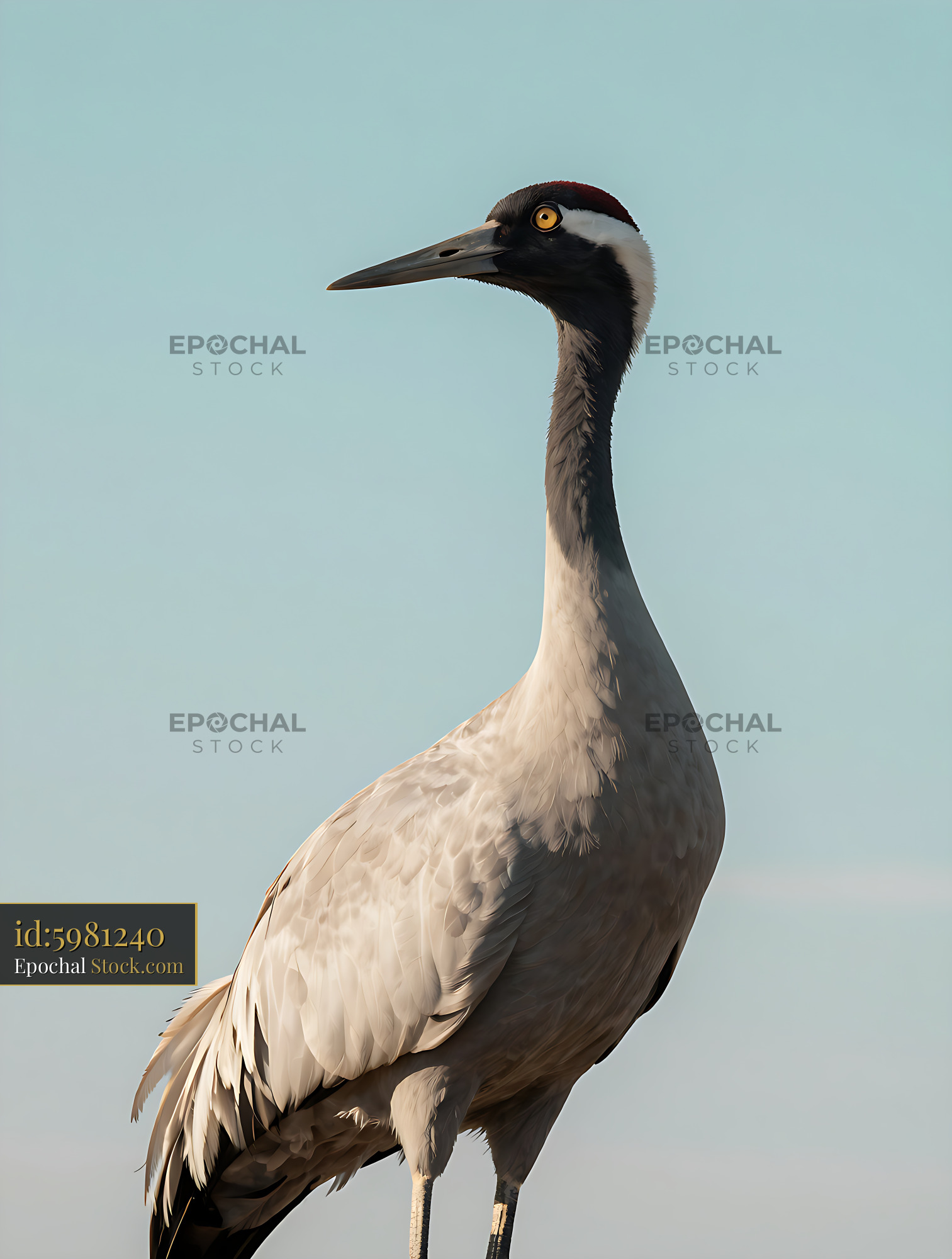 Majestic blue crane standing against a clear blue sky - stock photo
