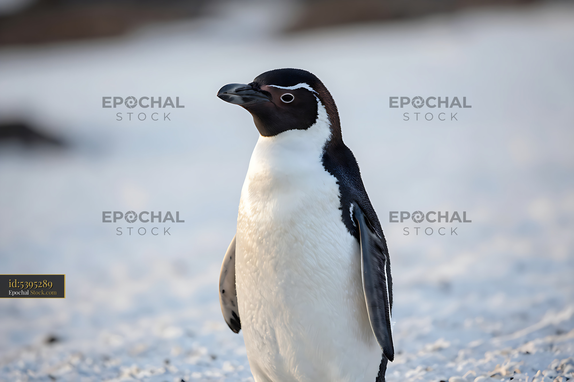 Galapagos penguin standing on white coral sand during golden hour - stock photo