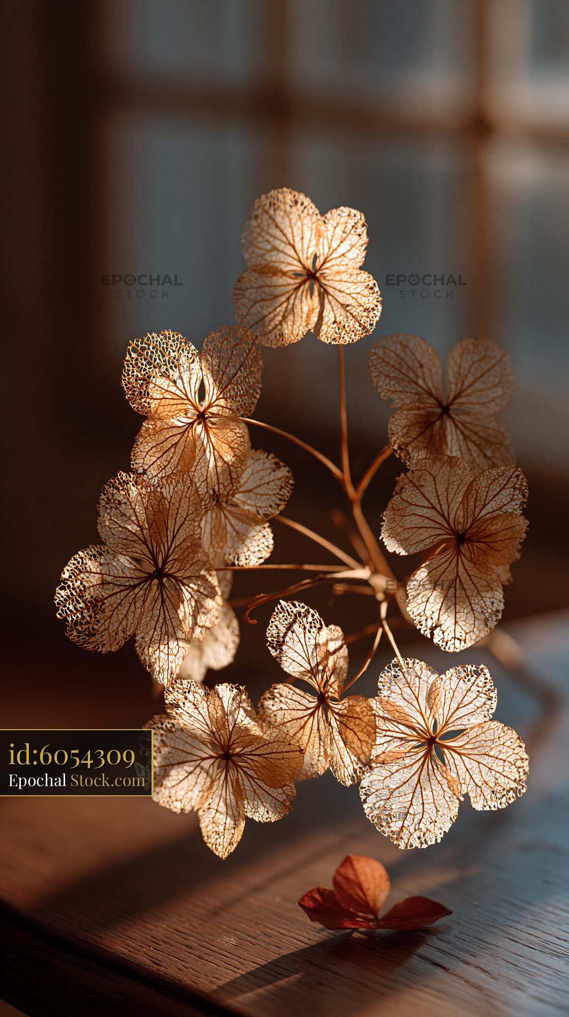 Delicate skeleton hydrangea flowers in warm sunlight on wooden surface - stock photo