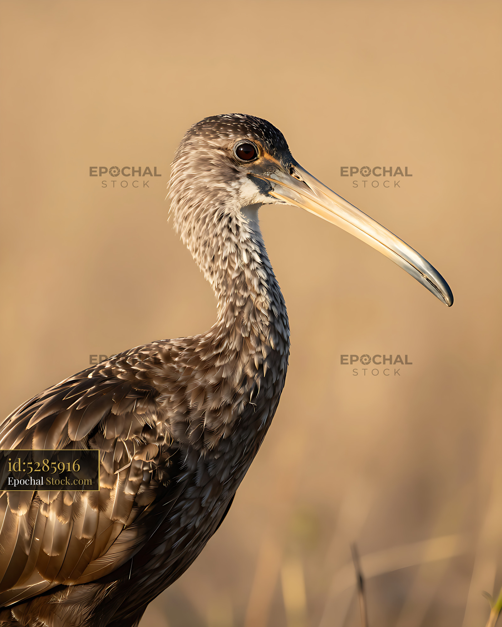 Limpkin bird with speckled feathers in soft golden light - stock photo