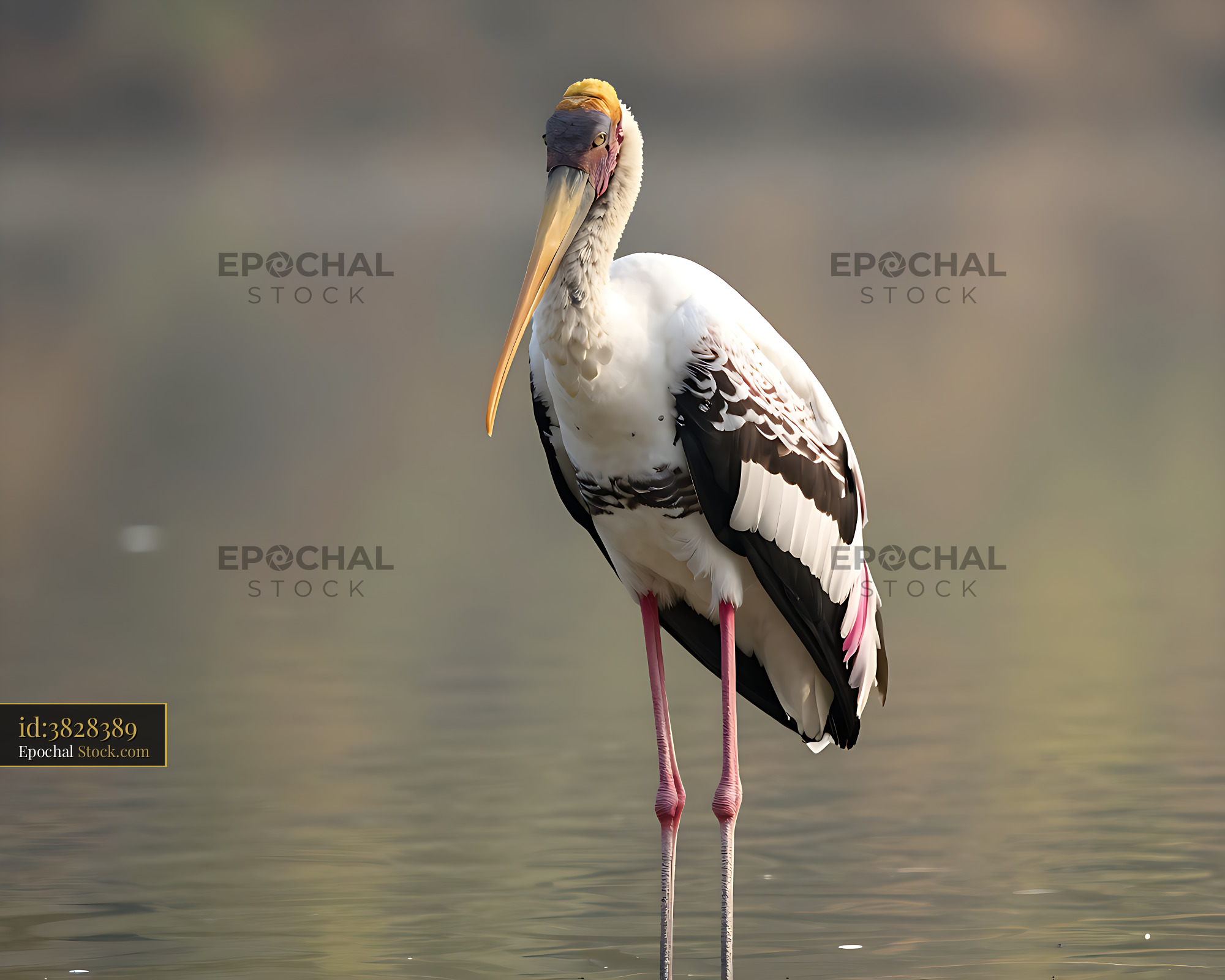 Painted stork standing in calm water during soft morning light - stock photo