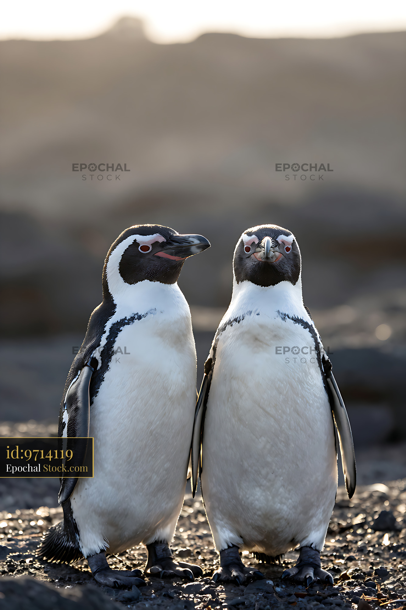 Two Galapagos penguins standing together on a rocky coast at sunset - stock photo