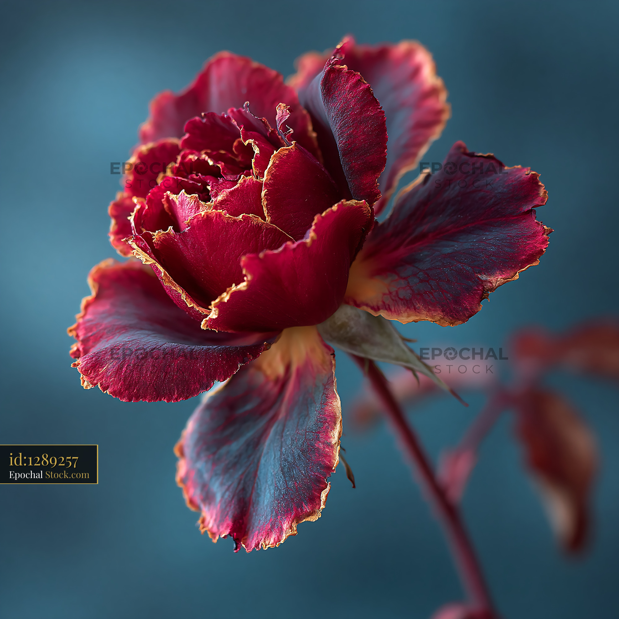 Single dark red rose with withered golden edges in late summer - stock photo