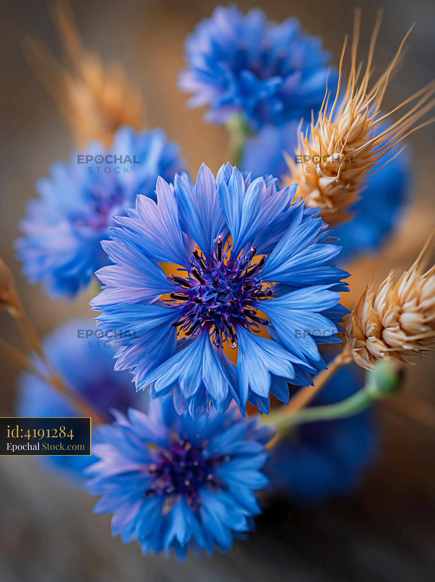 Vibrant blue cornflowers and golden wheat ears in a summer field - stock photo