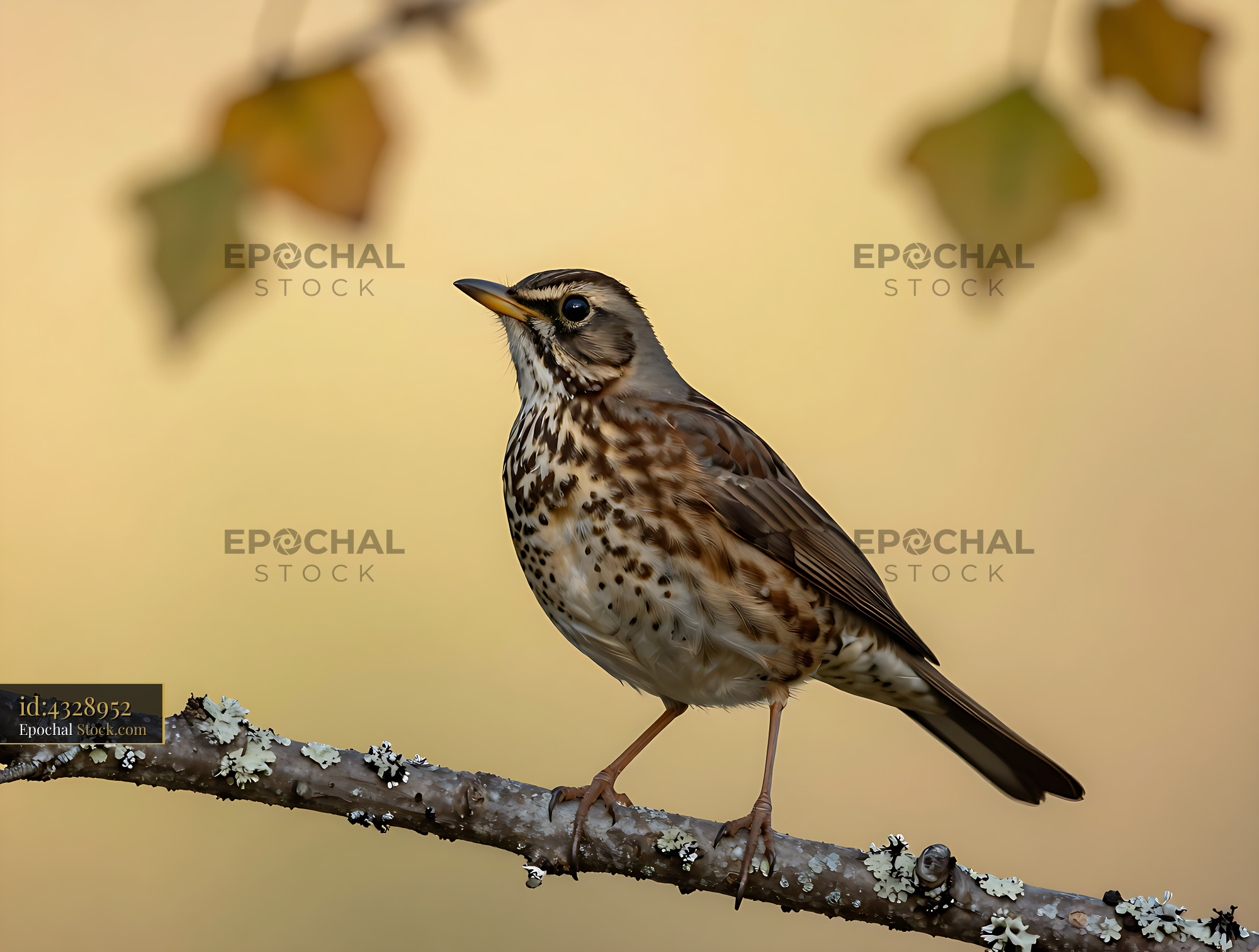 Song thrush perched on a lichen covered branch during autumn - stock photo