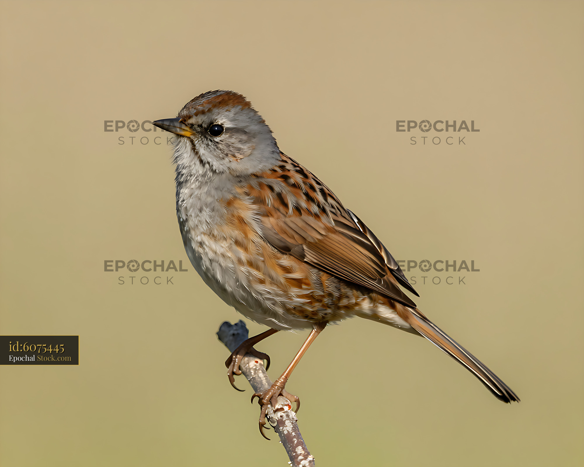 Dunnock bird perching on a thin branch in soft natural light - stock photo